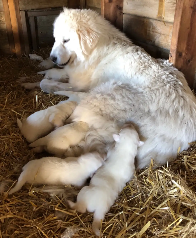 Purebred Maremma Sheepdog Puppies Available image 2