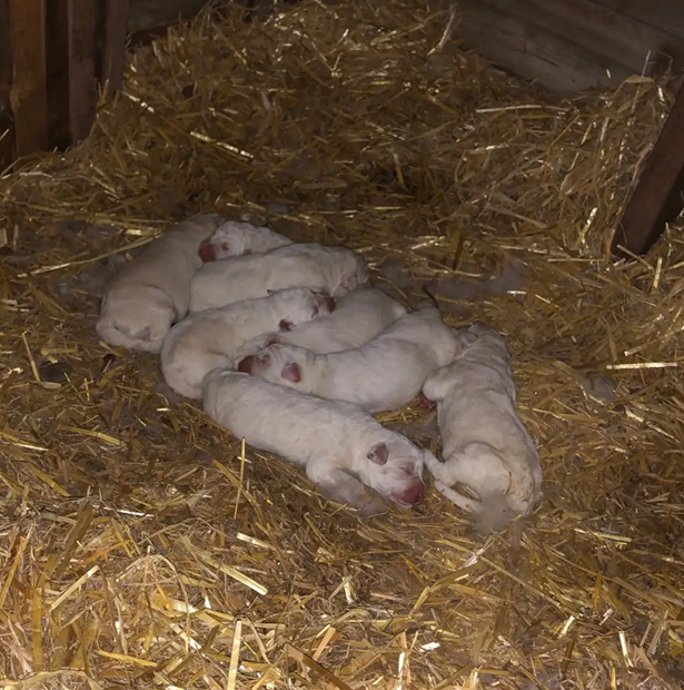 Purebred Maremma Sheepdog Puppies Available image 1