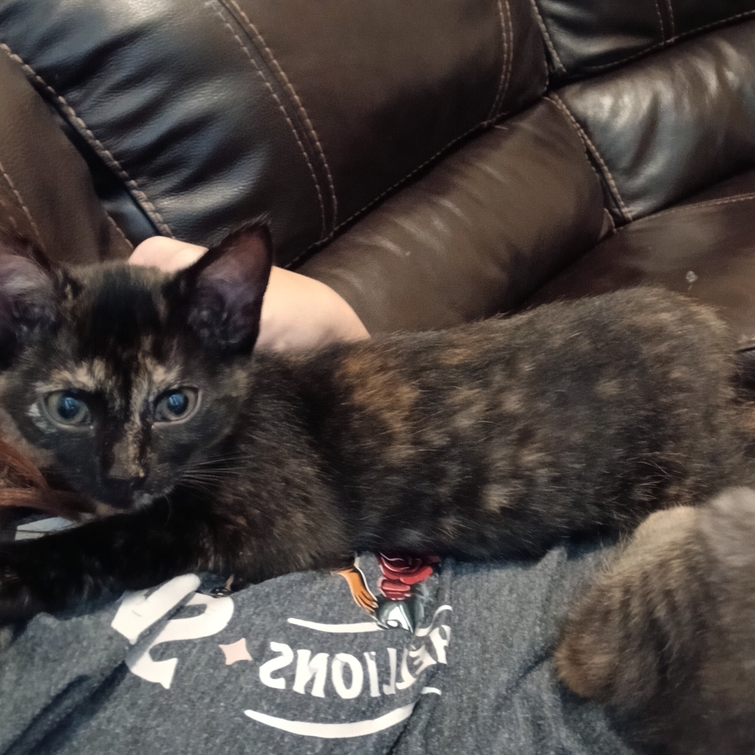 Kitten image 2