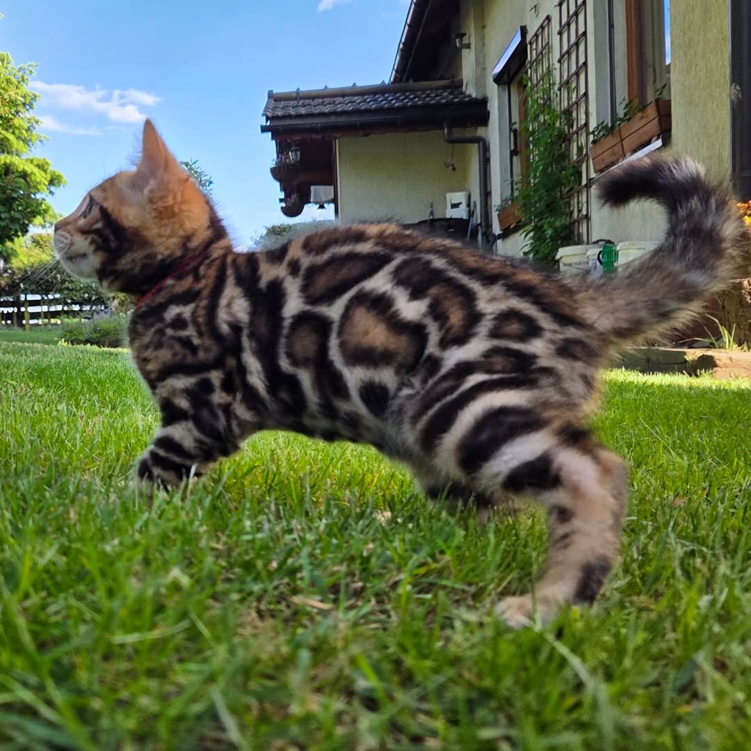 🐾 Stunning TICA-Quality Bengal Kittens – Healthy, image 8