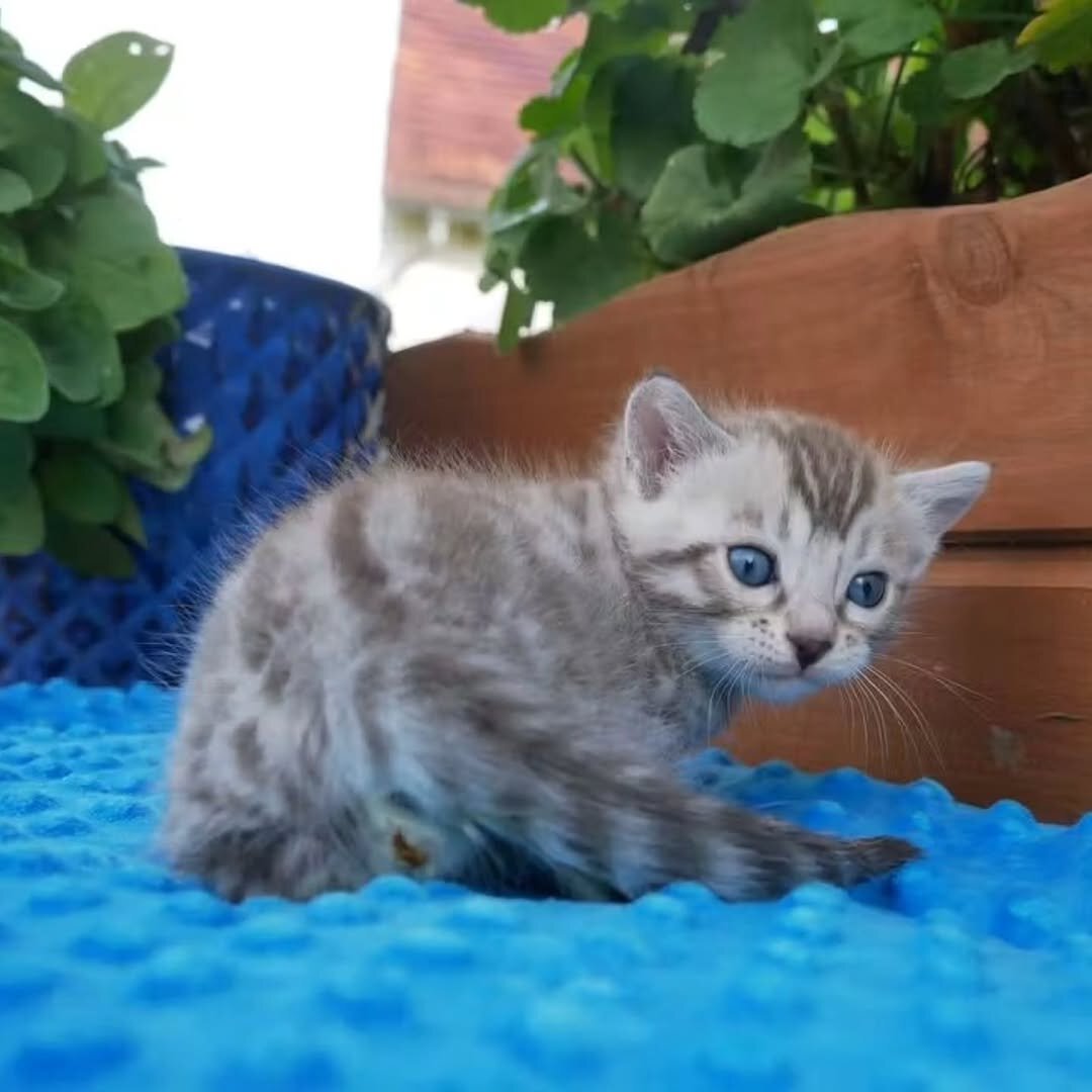 🐾 Stunning TICA-Quality Bengal Kittens – Healthy, image 6