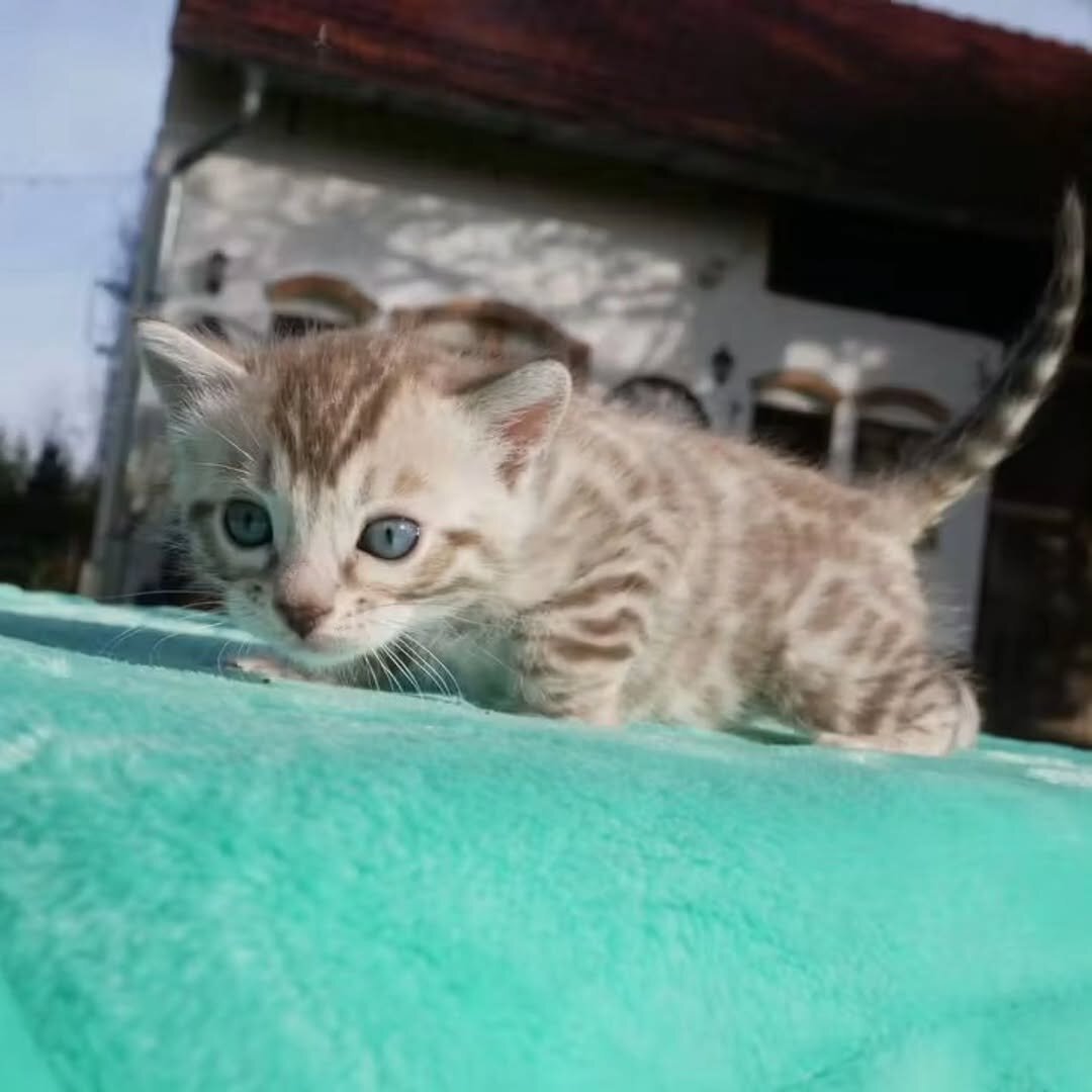 🐾 Stunning TICA-Quality Bengal Kittens – Healthy, image 5