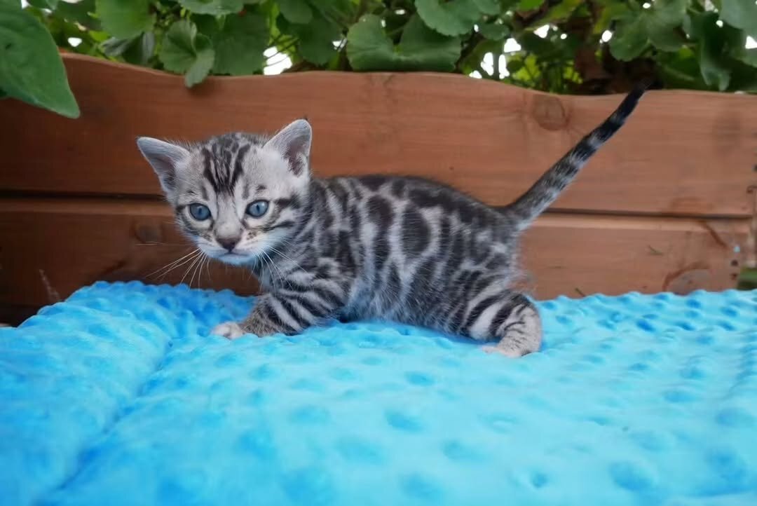 🐾 Stunning TICA-Quality Bengal Kittens – Healthy, image 4