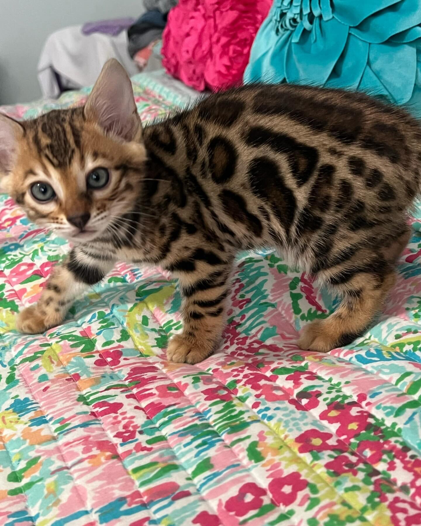 🐾 Stunning TICA-Quality Bengal Kittens – Healthy, image 2