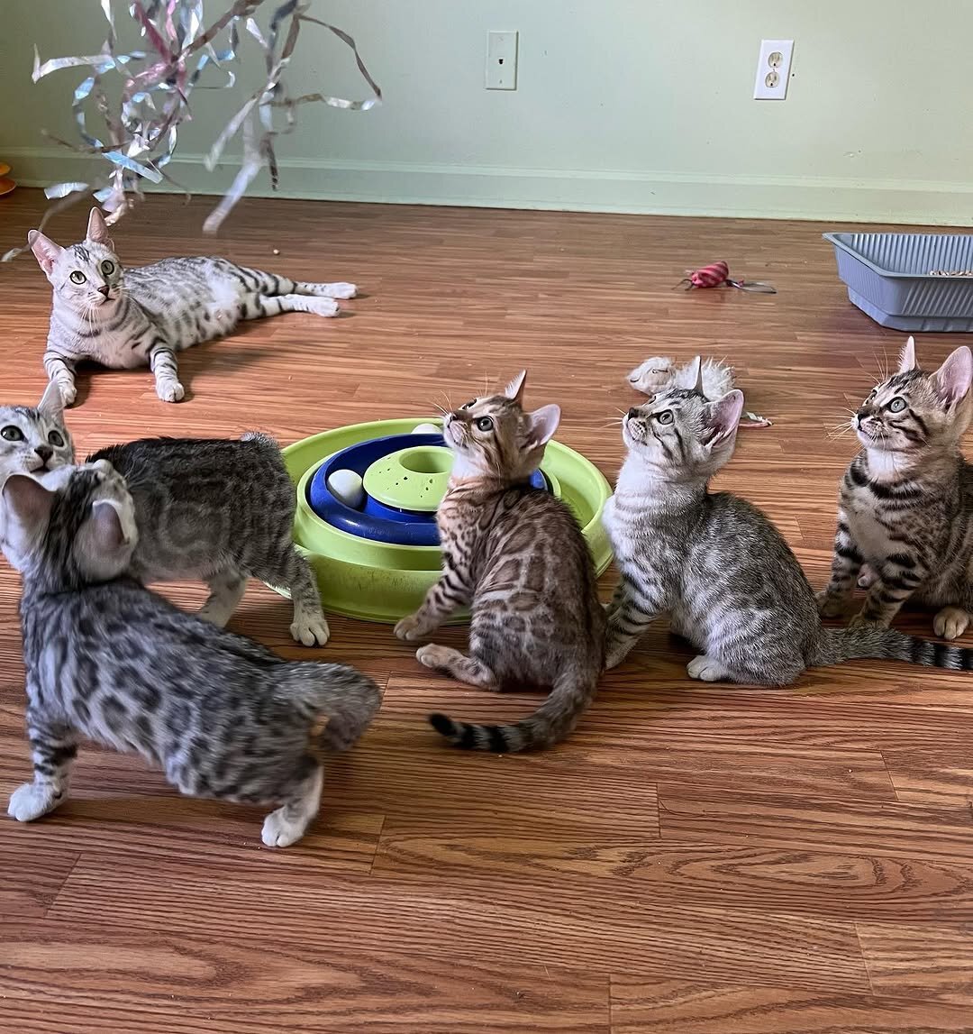 🐾 Stunning TICA-Quality Bengal Kittens – Healthy, image 1