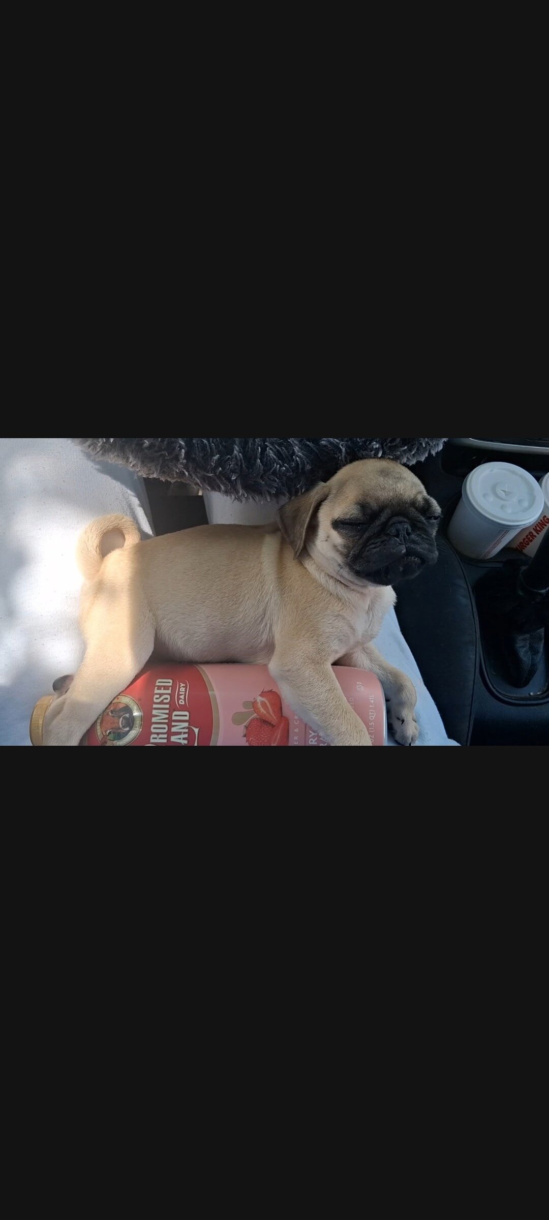 Pug image 3