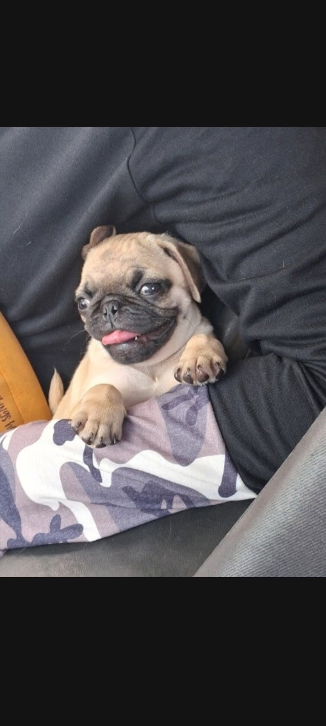 Pug image 2