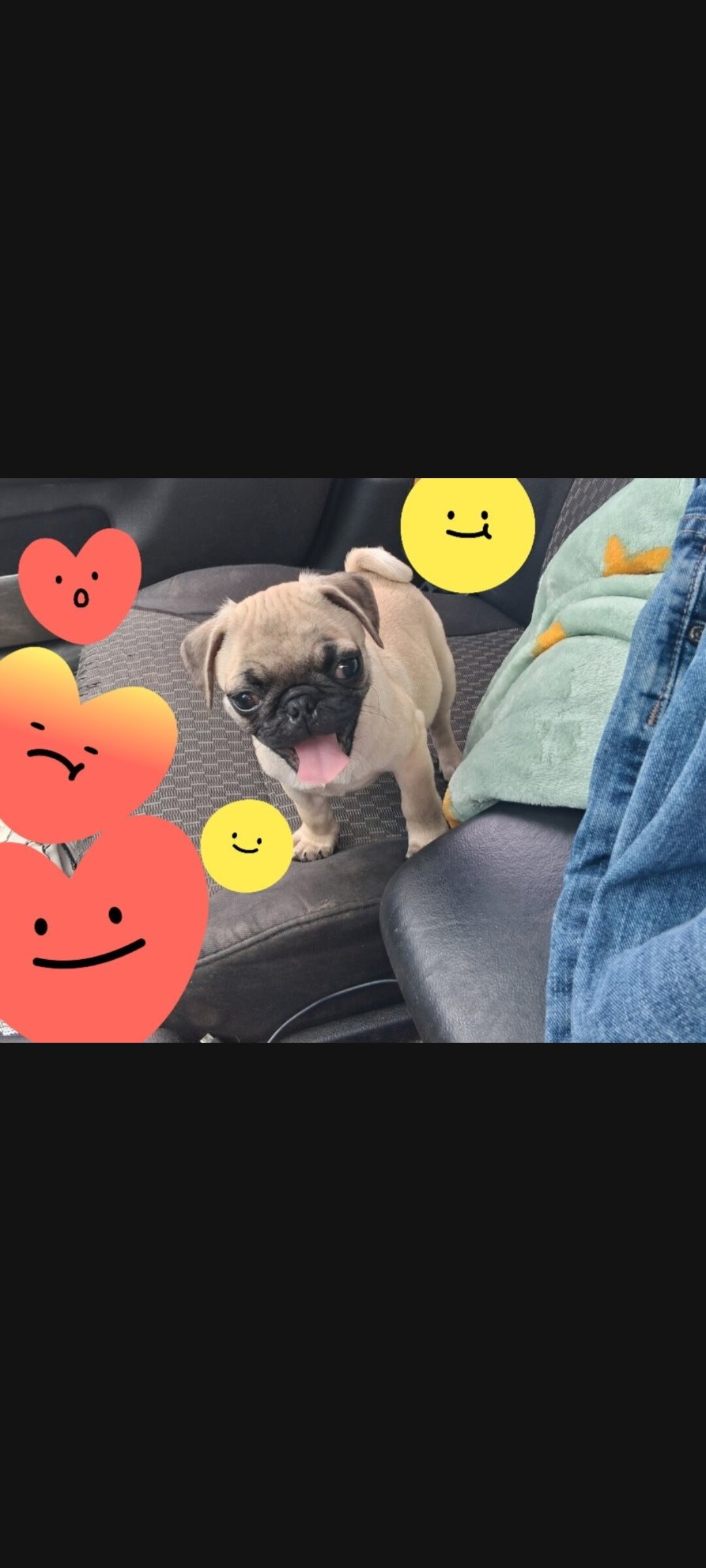 Pug image 1