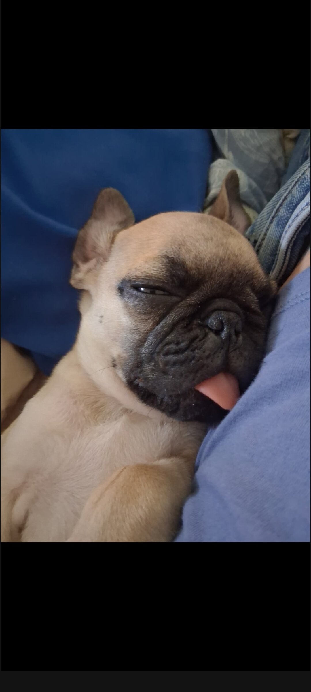 Pug image 4