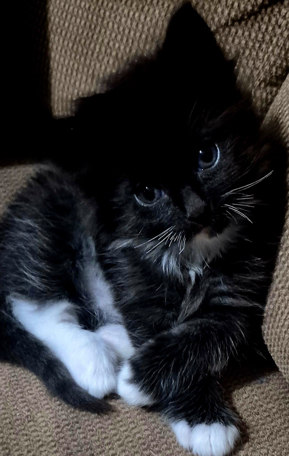 Adorable kitten image 1