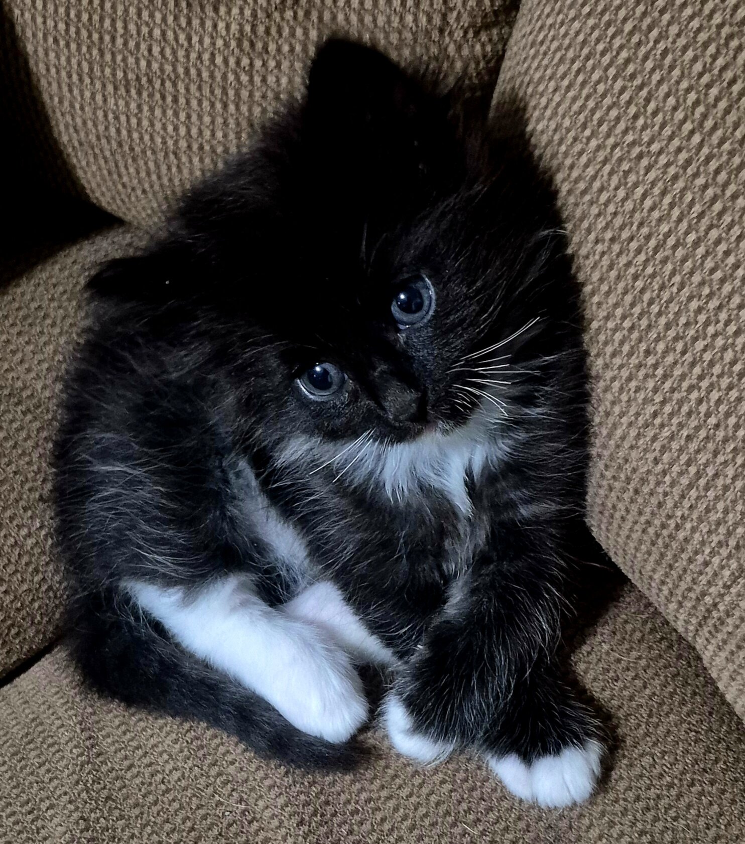 Adorable kitten image 4