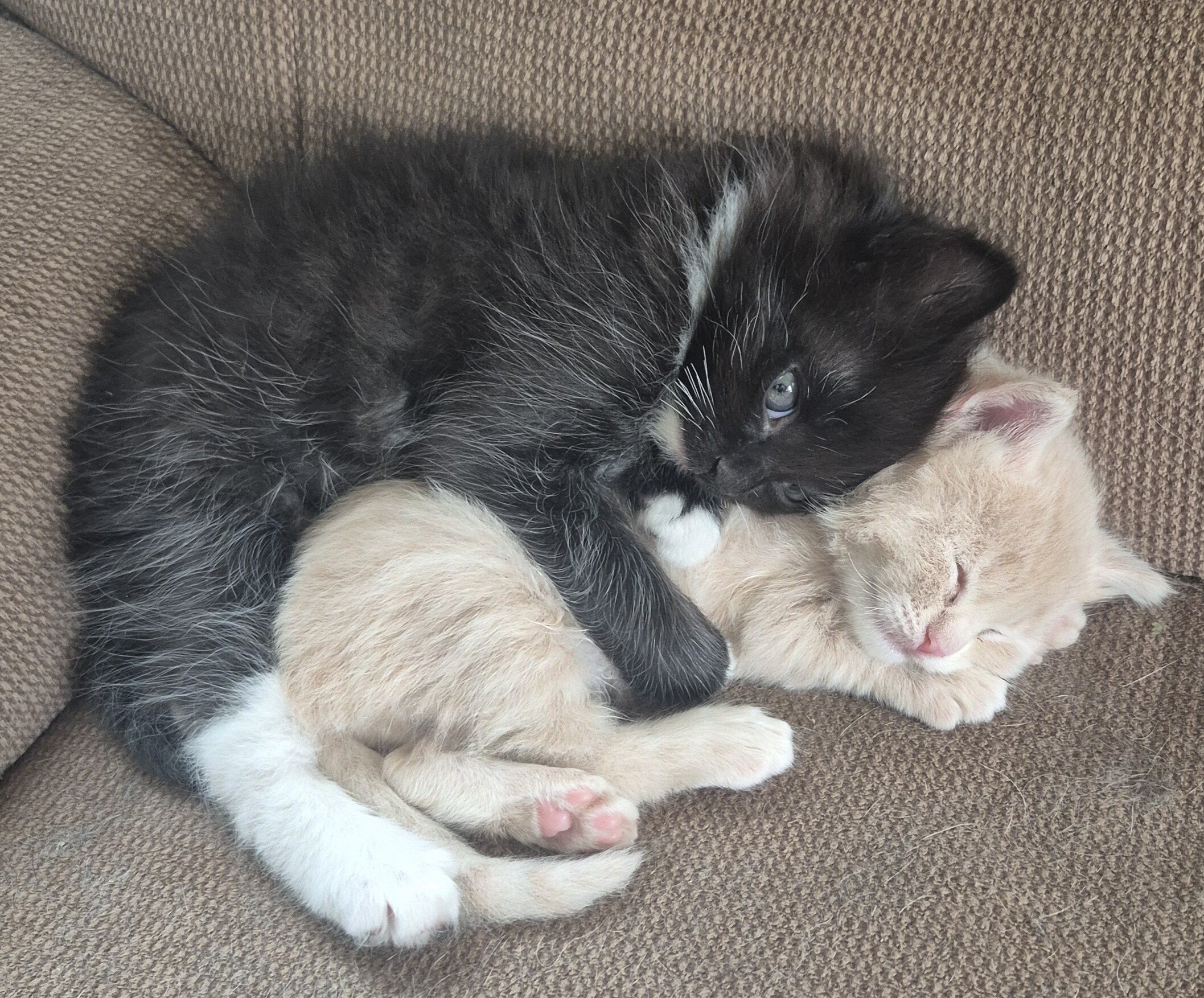 Adorable kitten image 2