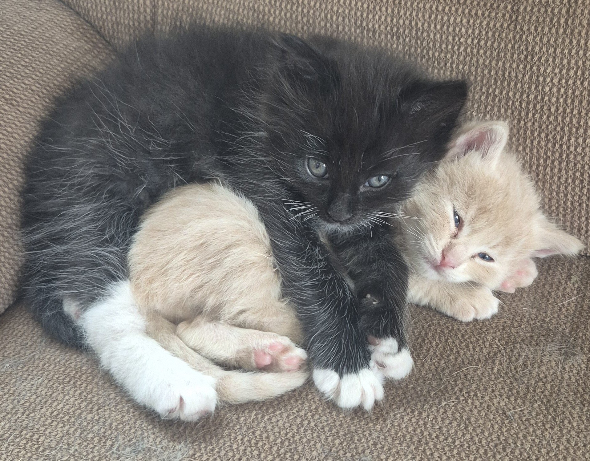 Adorable kitten image 3