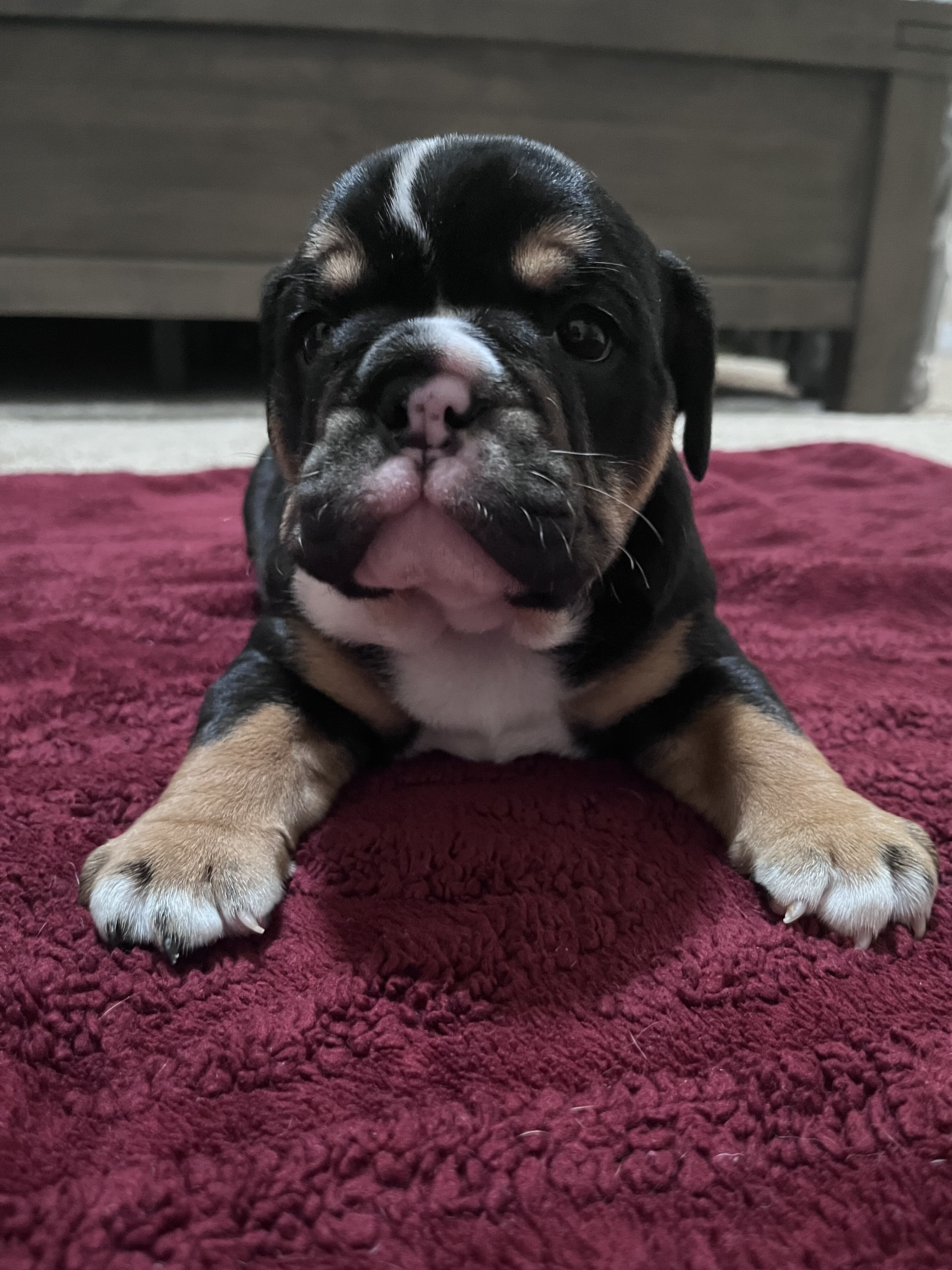 English Bulldog Puppy image 2