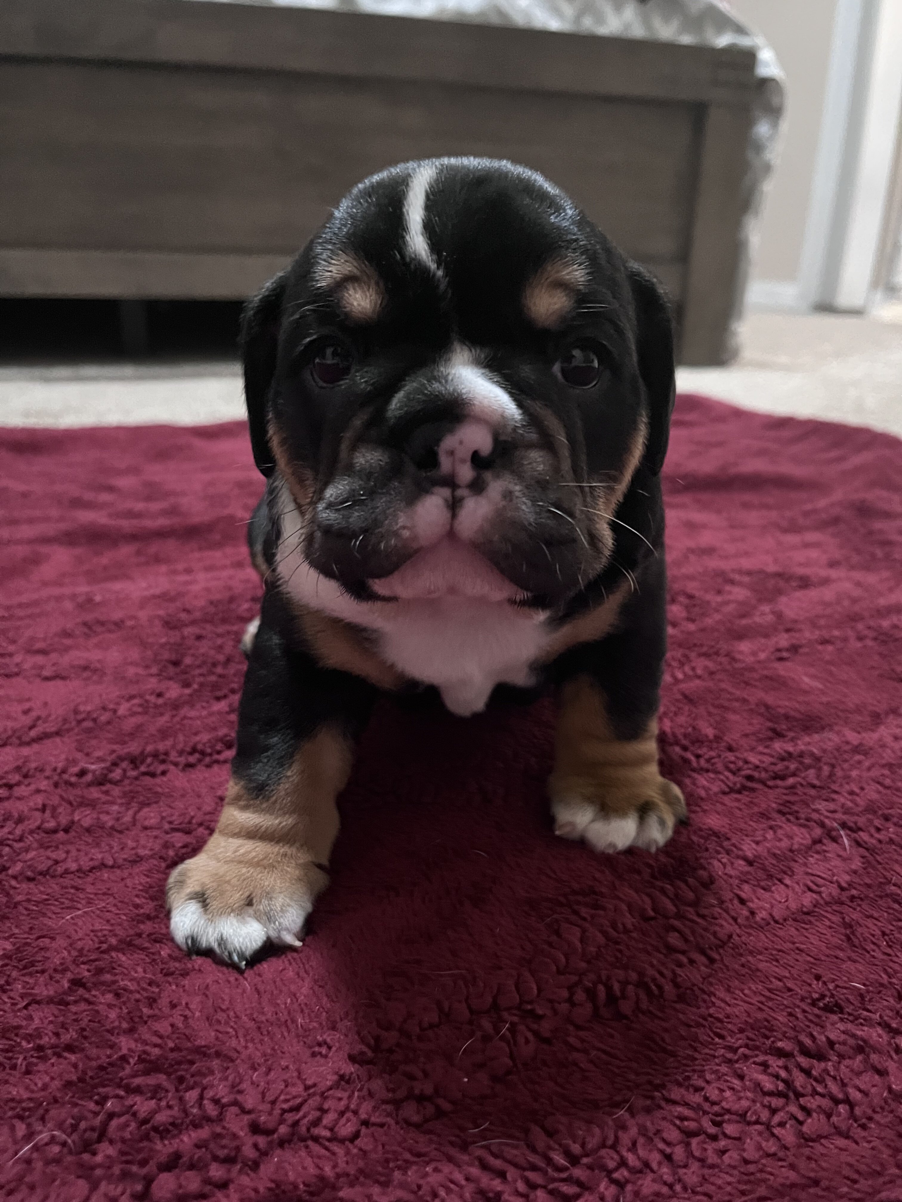 English Bulldog Puppy image 1