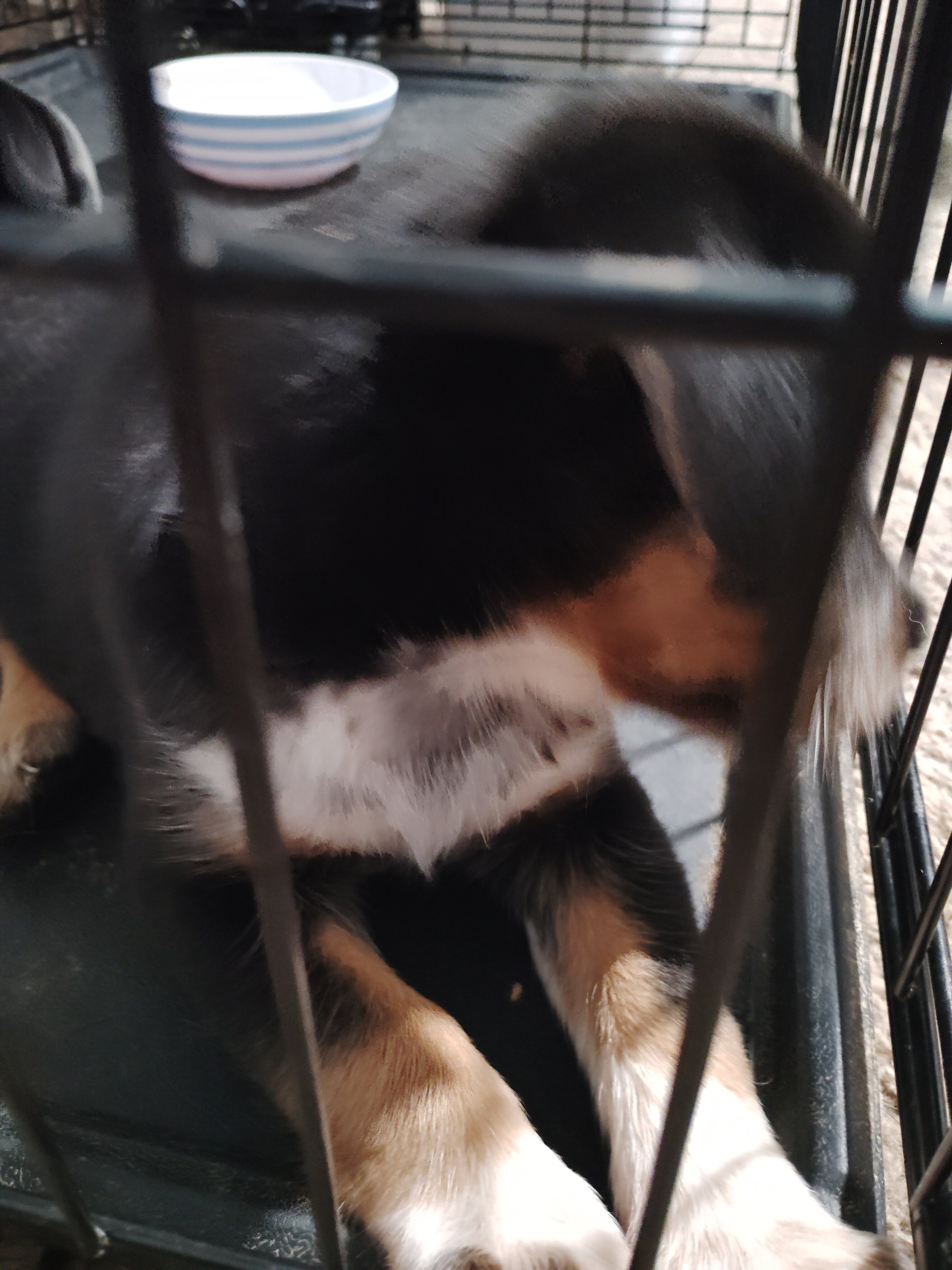 Shiba Inu boys image 1