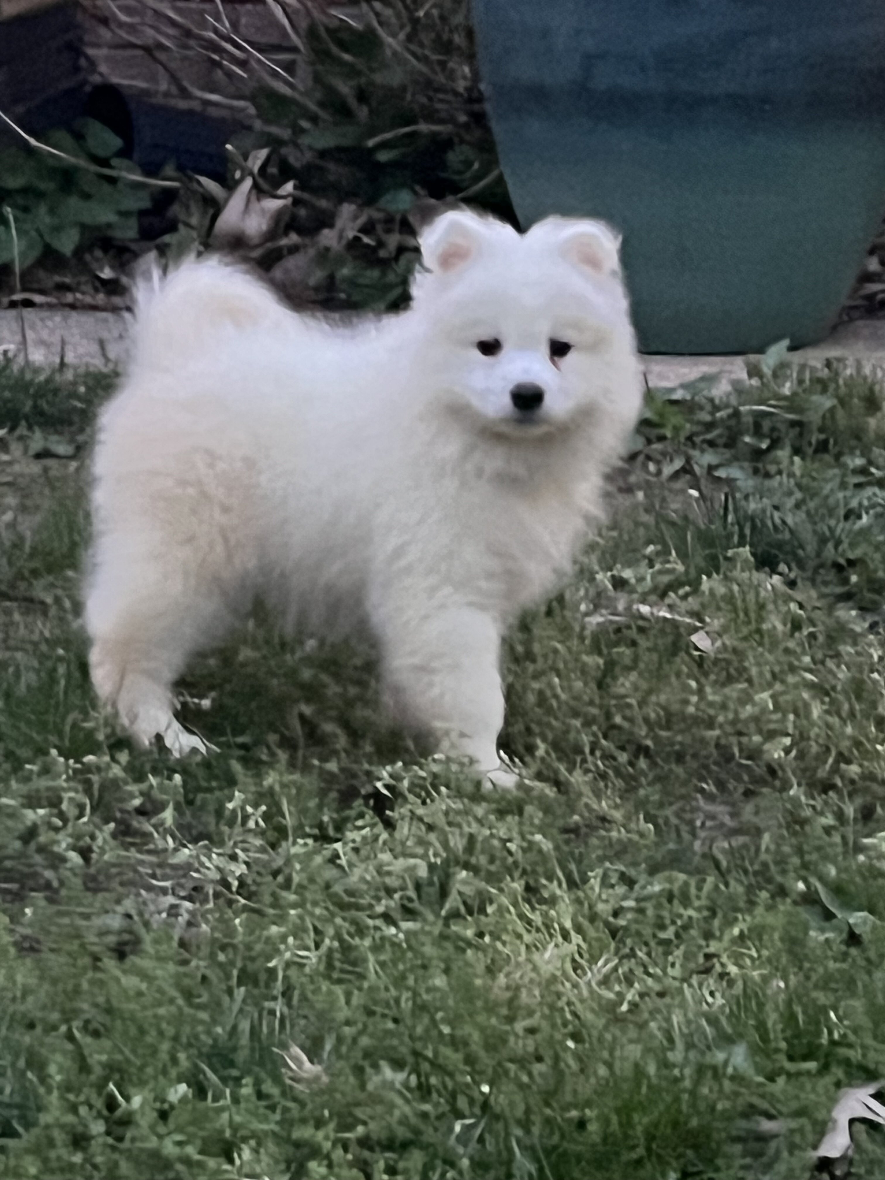 Male Samoyed puppies image 7