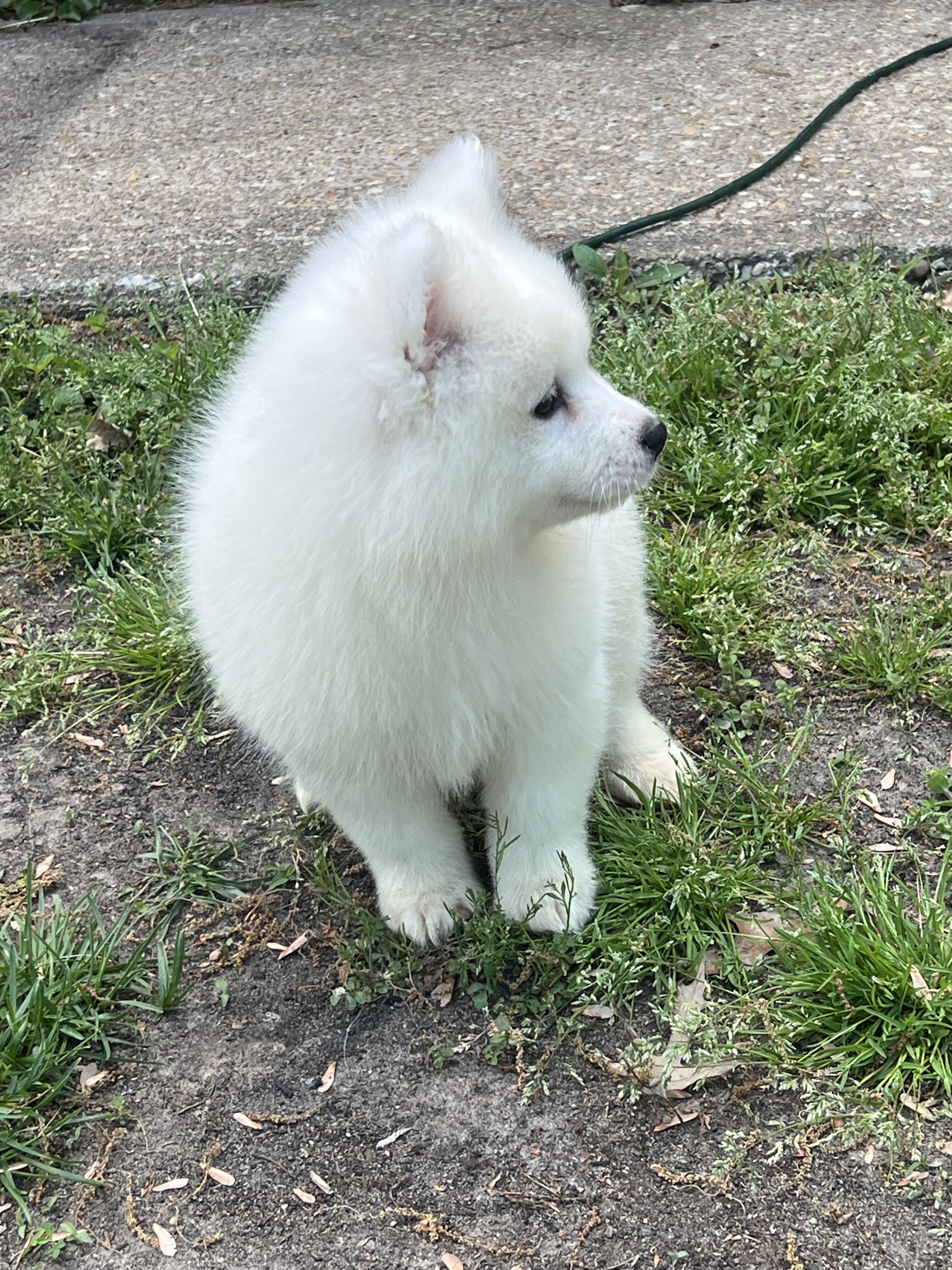 Male Samoyed puppies image 6