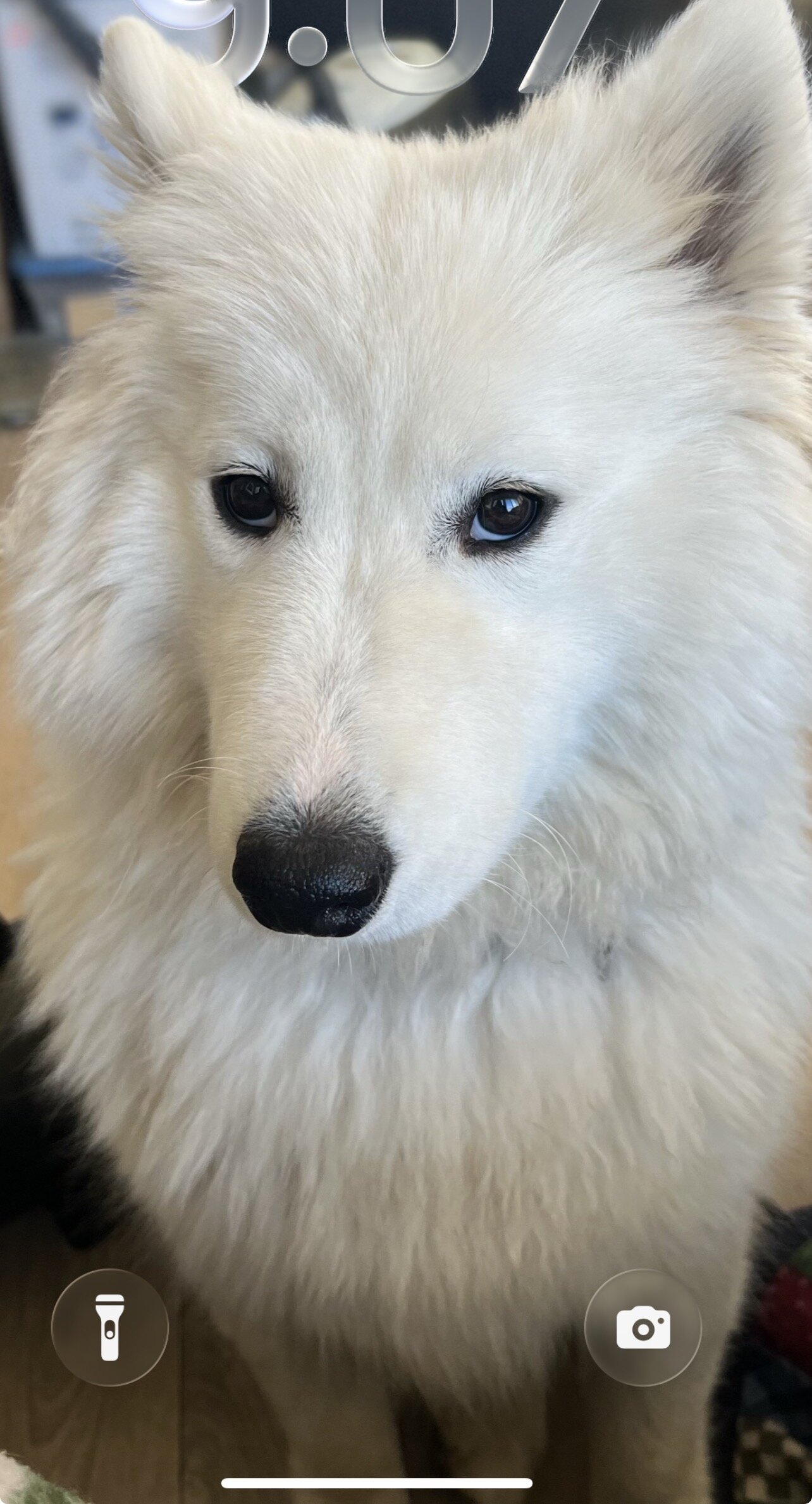 Male Samoyed puppies image 5