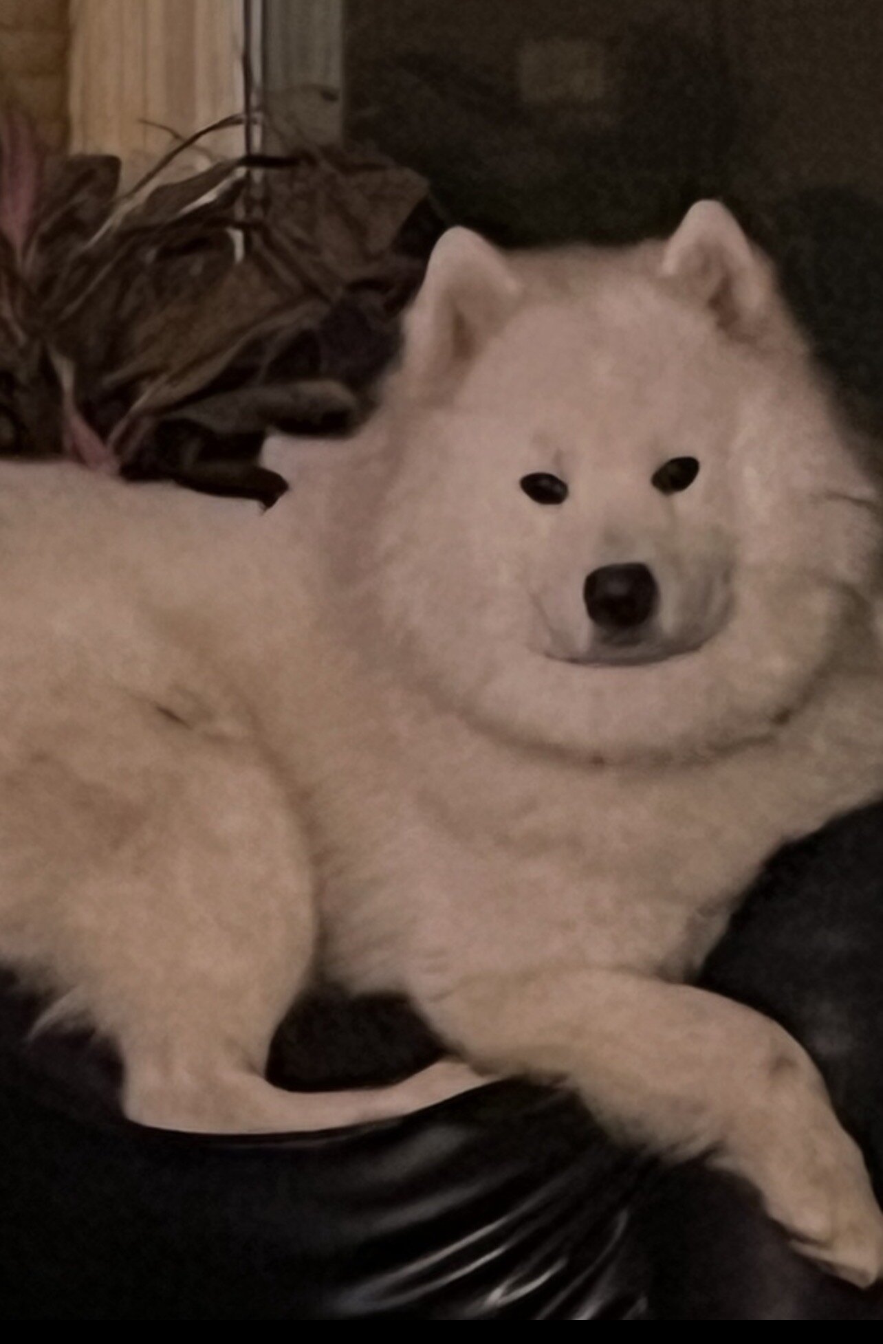 Male Samoyed puppies image 4