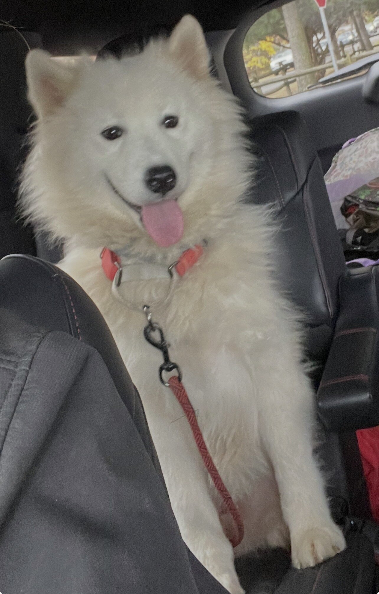 Male Samoyed puppies image 3