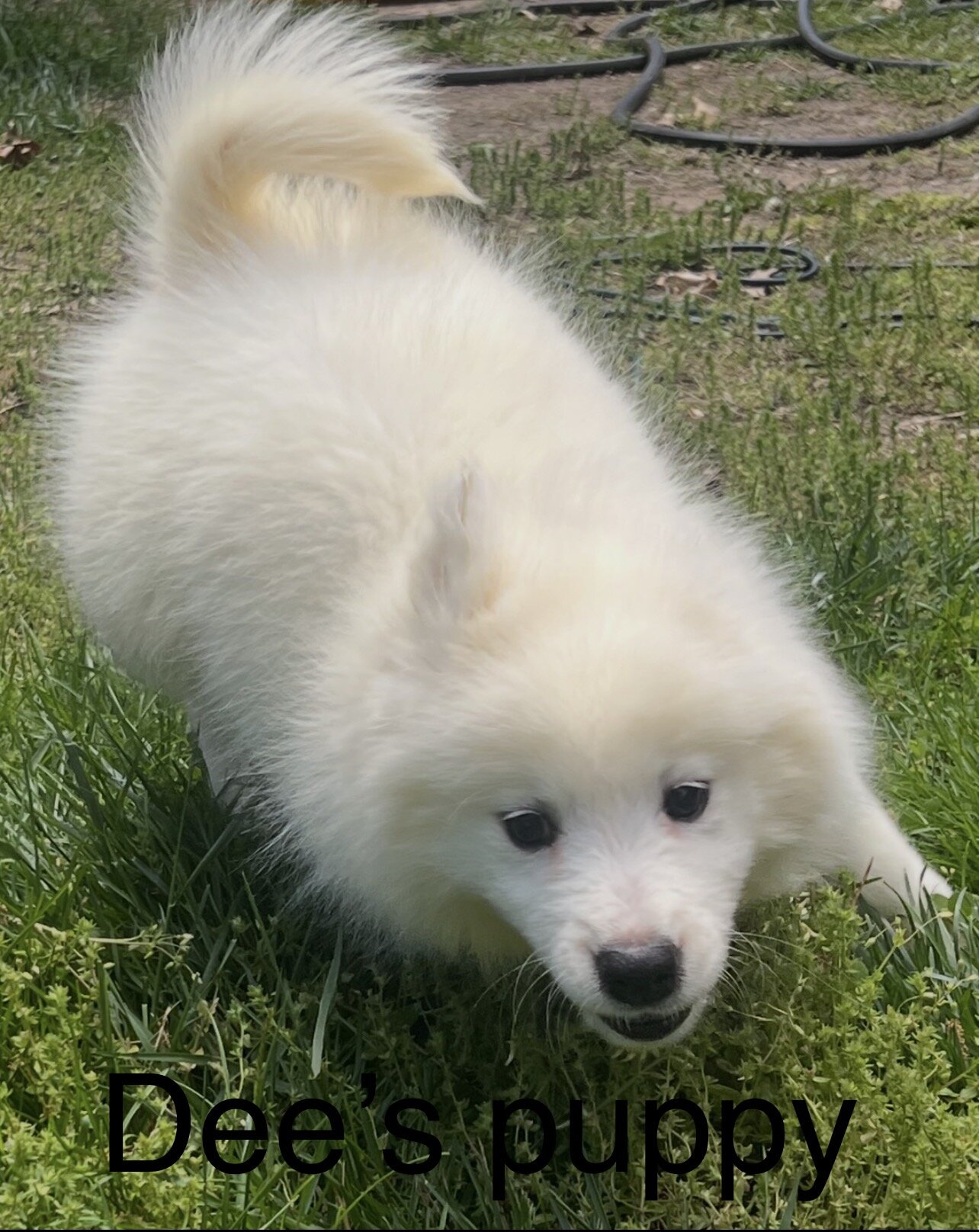 Male Samoyed puppies image 1