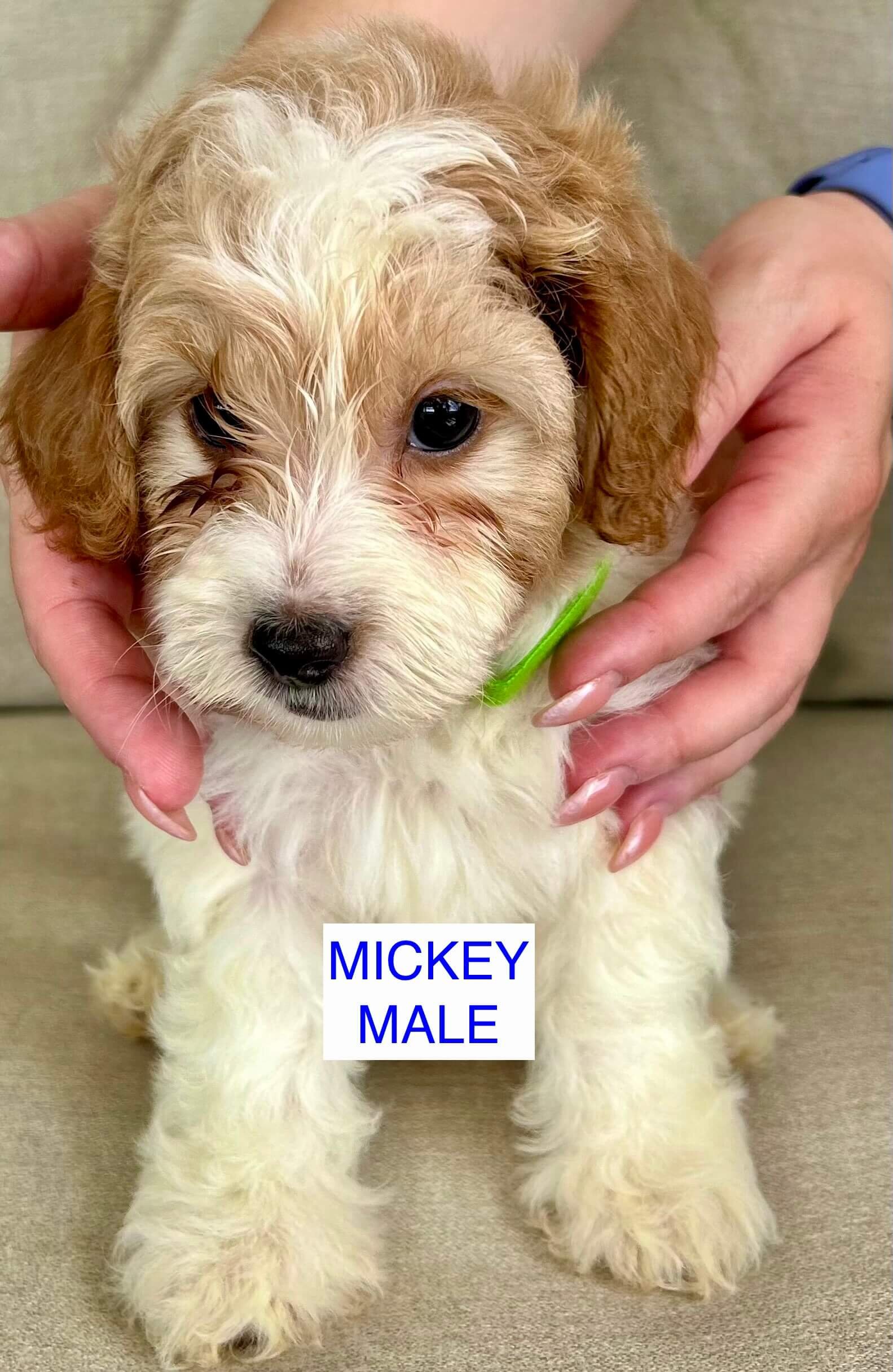 Mini Irish Doodle Puppies image 4
