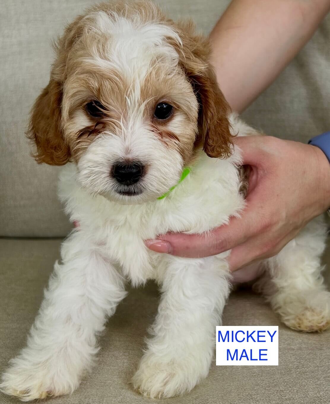 Mini Irish Doodle Puppies image 3