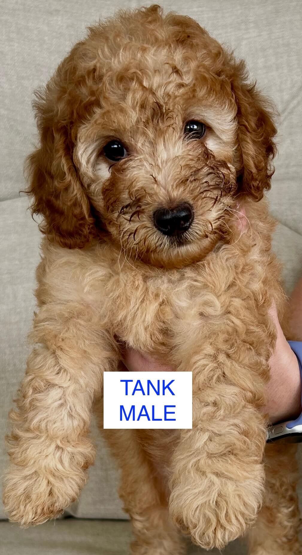 Mini Irish Doodle Puppies image 1