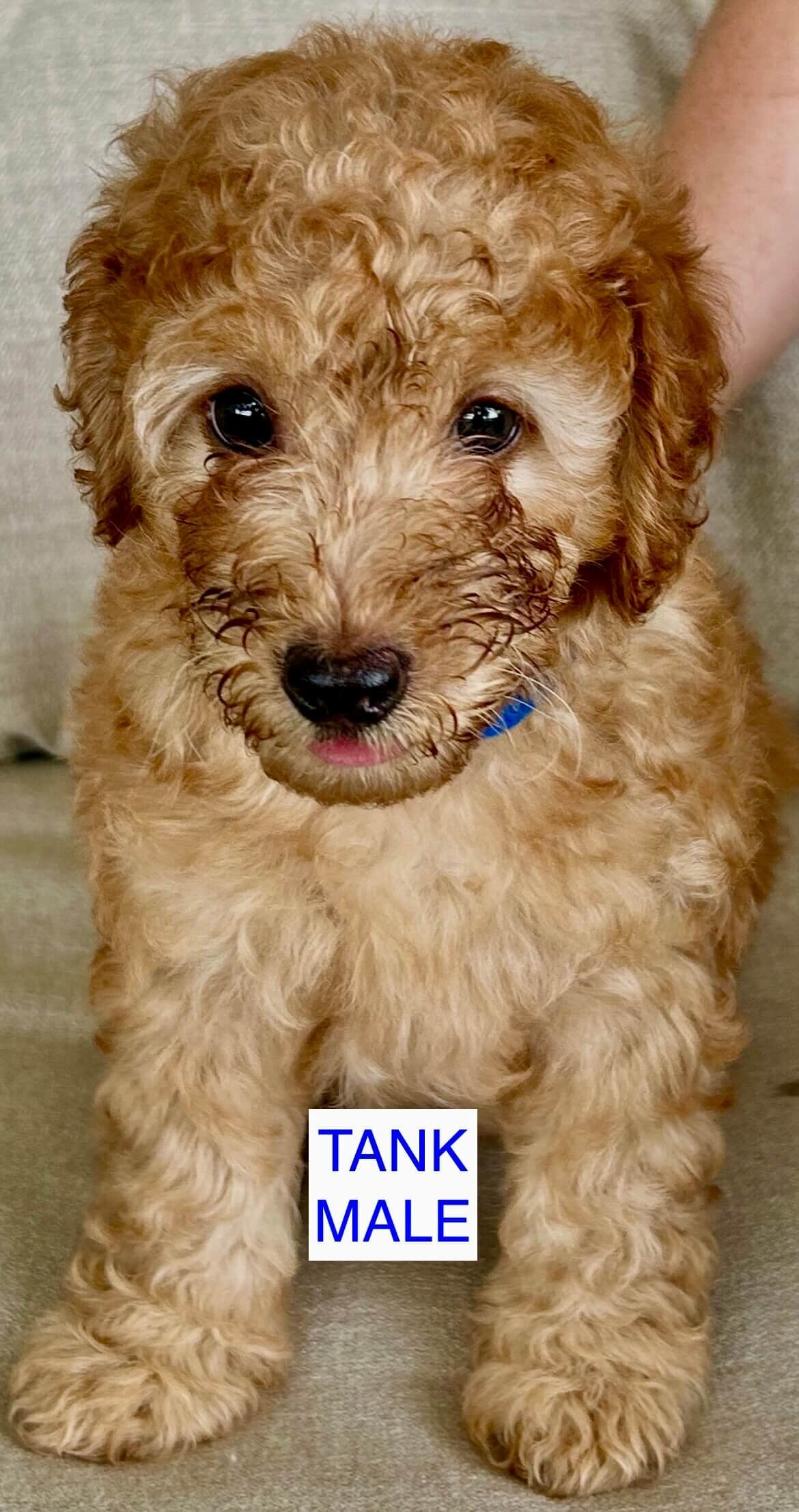 Mini Irish Doodle Puppies image 2