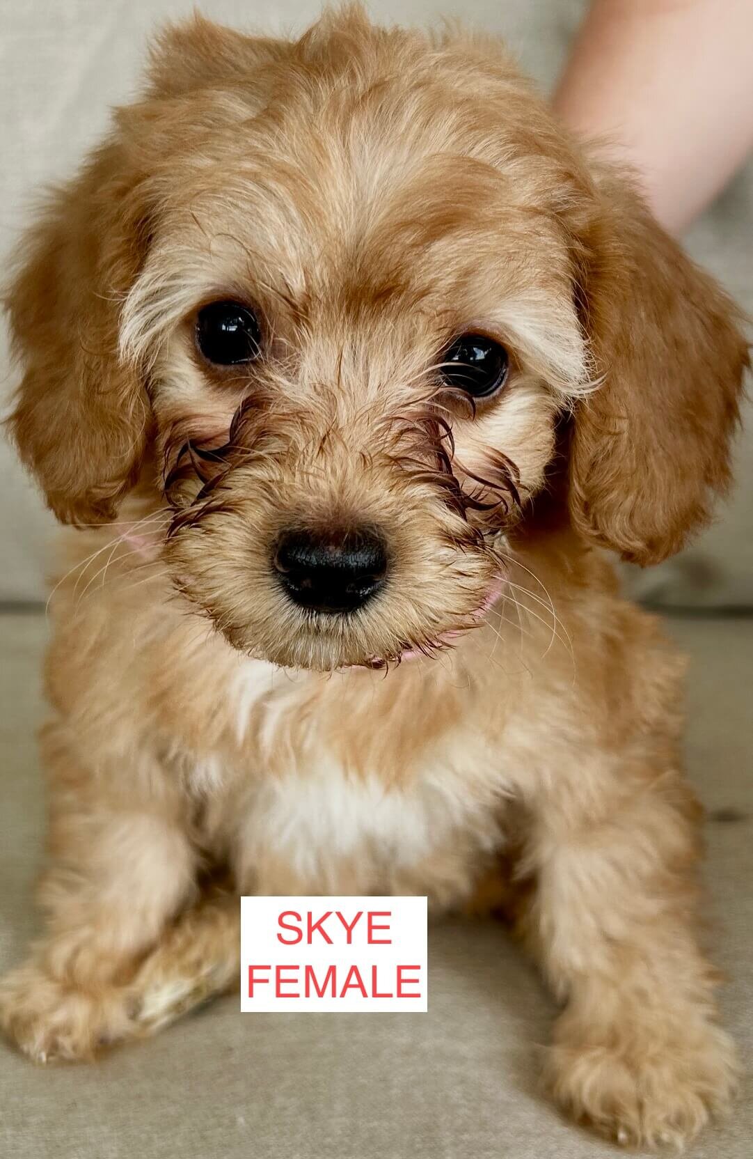 Mini Irish Doodle Puppies image 5