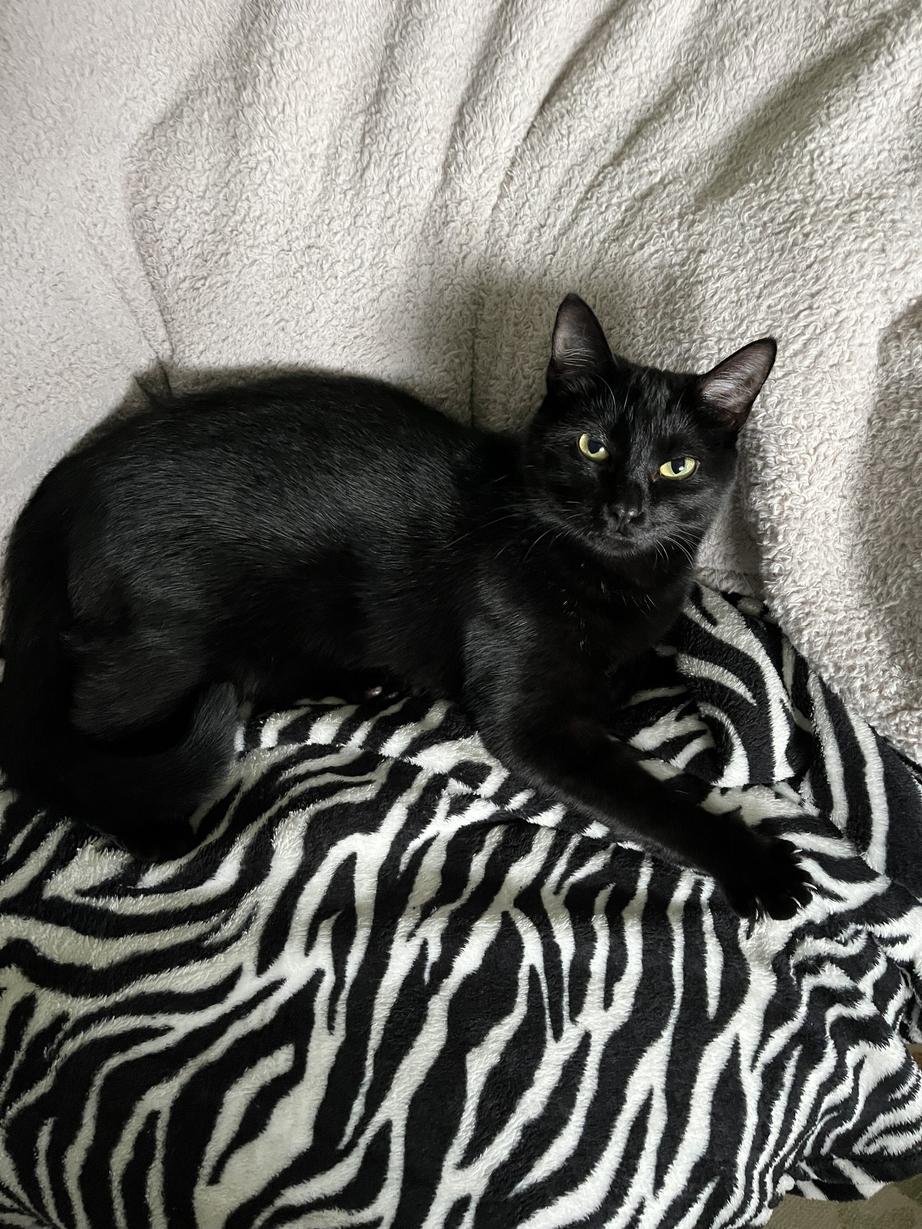 FREE to good home, Black 4 yr old female and fixed image 1