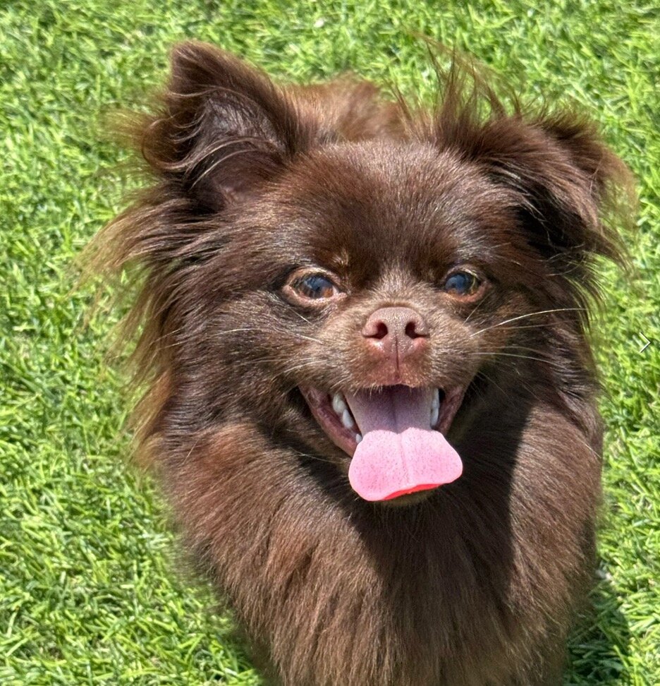 Purebred Smooth-Coat Chocolate Mi-Ki Male image 1