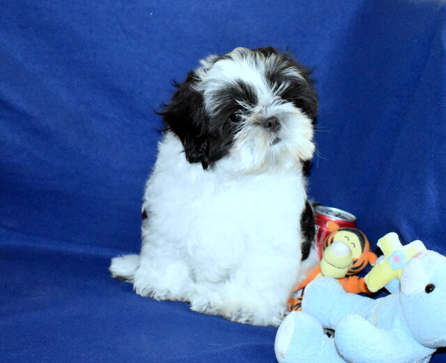 AKC Shih Tzu Boy image 4