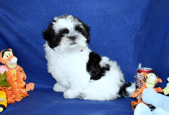 AKC Shih Tzu Boy image 3