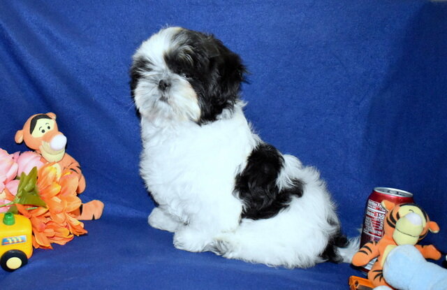 AKC Shih Tzu Boy image 2