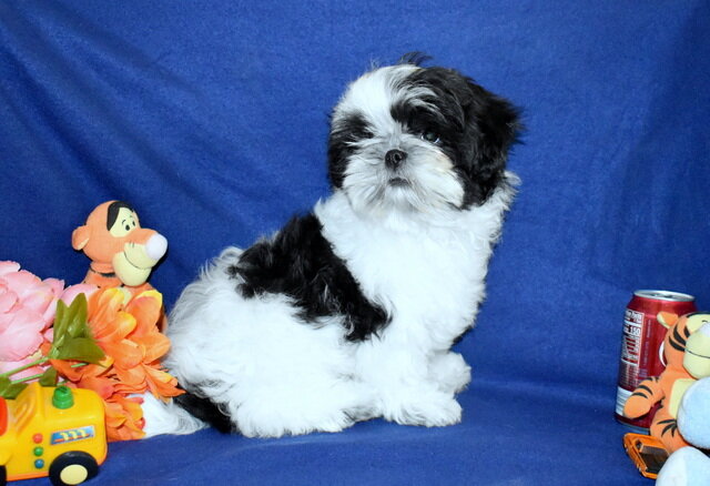 AKC Shih Tzu Boy image 1
