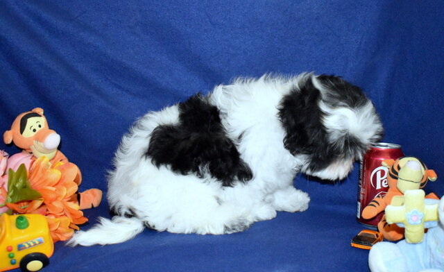 AKC Shih Tzu Boy image 5