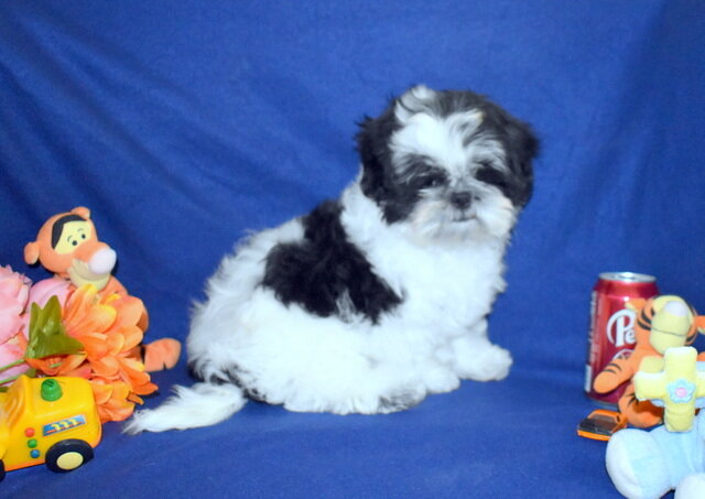AKC Shih Tzu Boy image 6