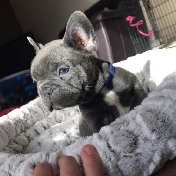 Adorable Blue French Bulldod puppies image 1