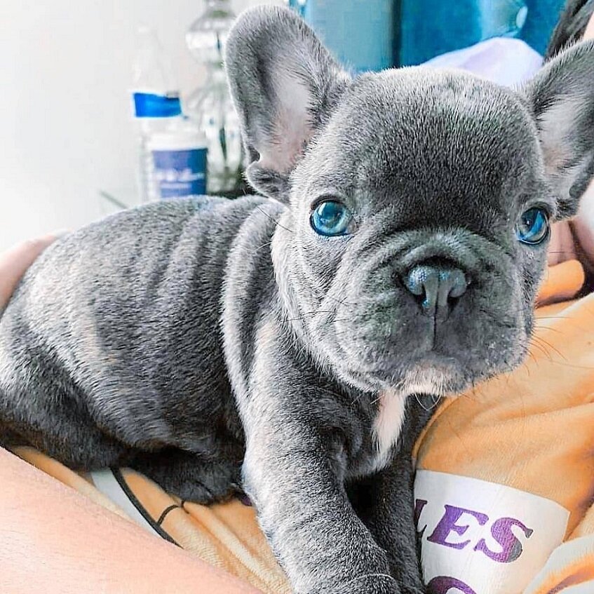Adorable Blue French Bulldod puppies image 2