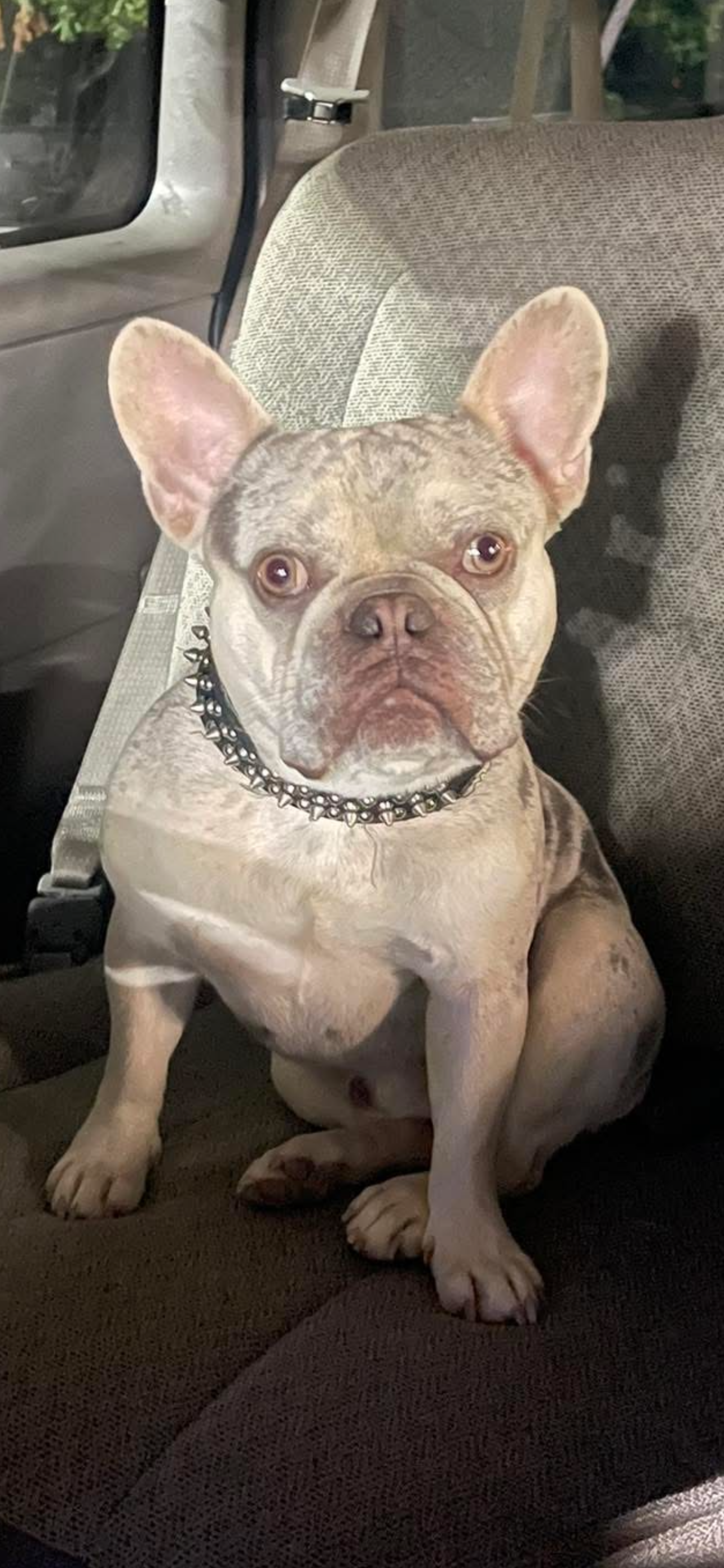 Merle Frenchie image 1