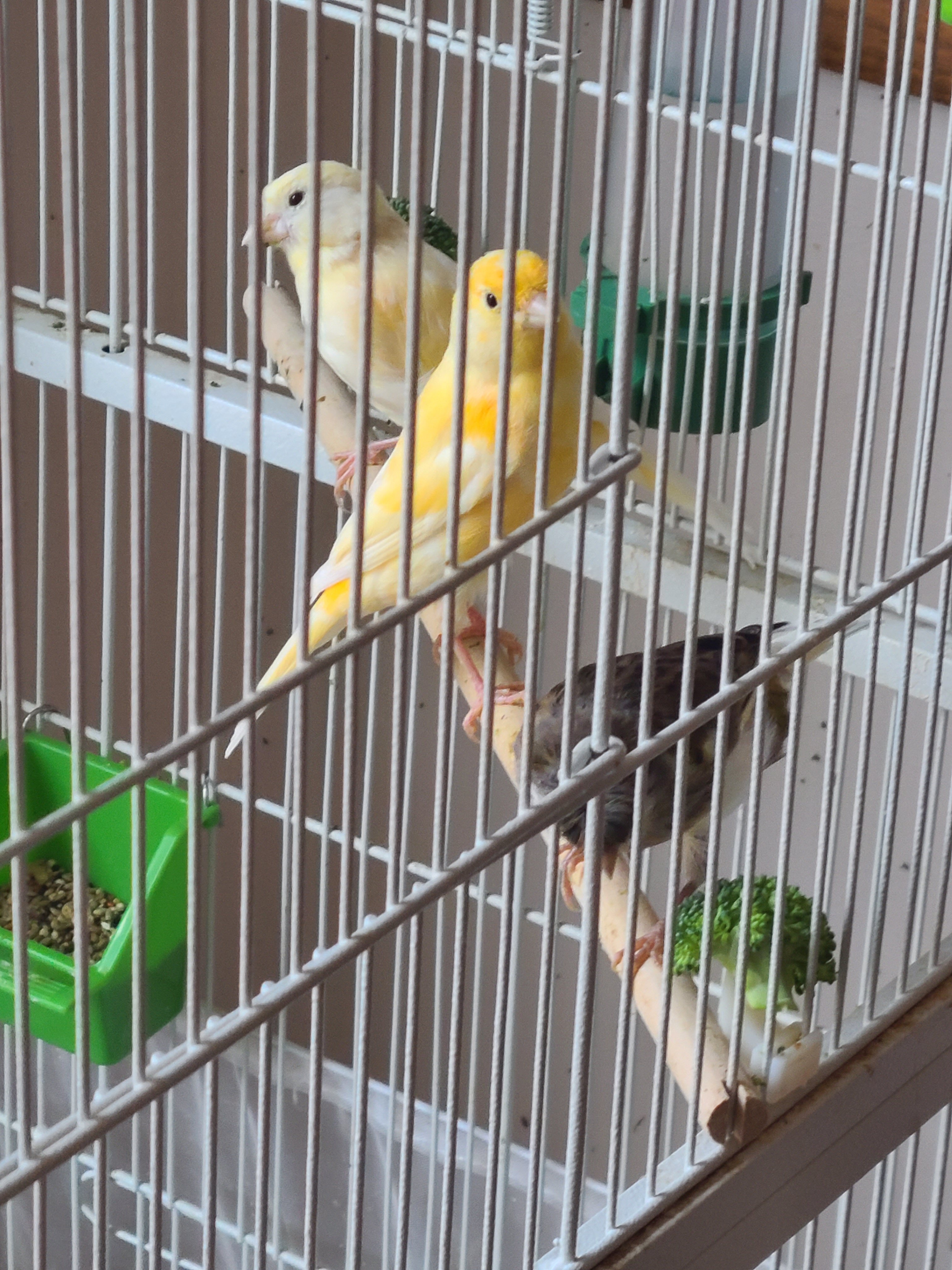 Canaries image 3