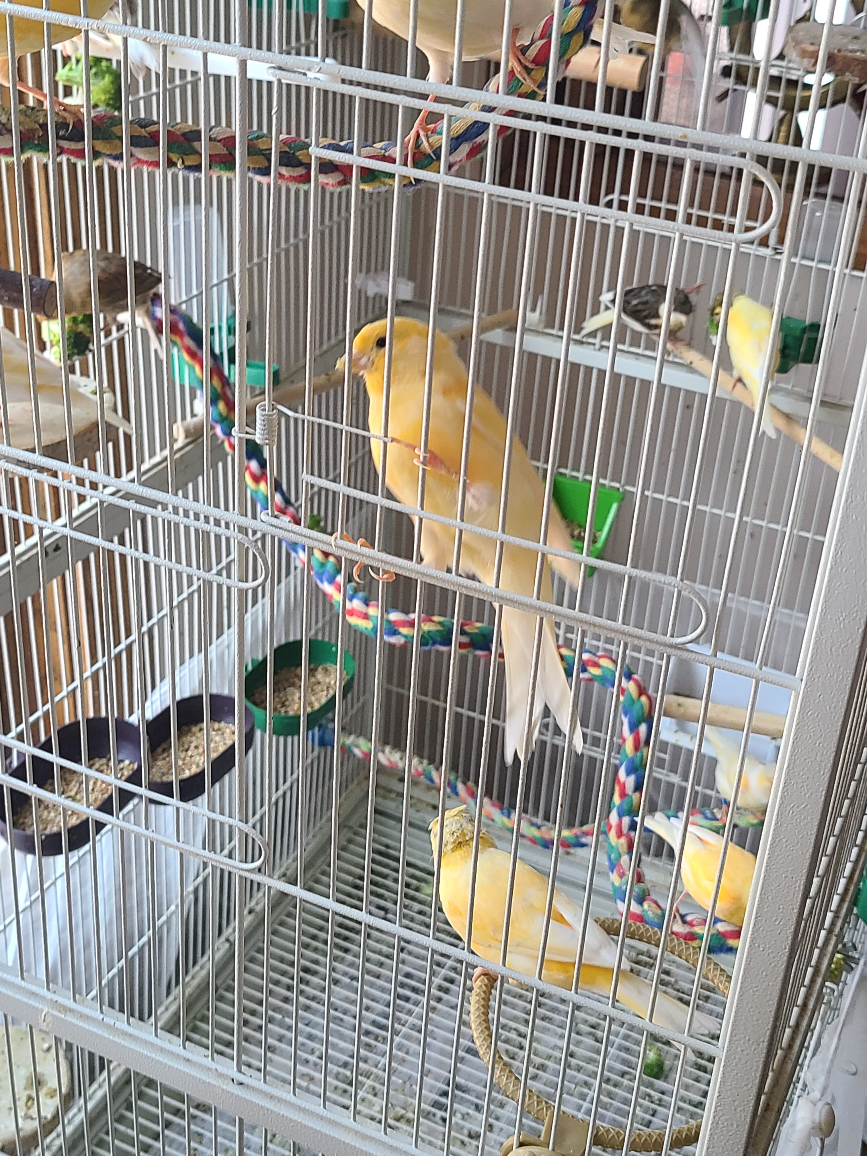 Canaries image 2