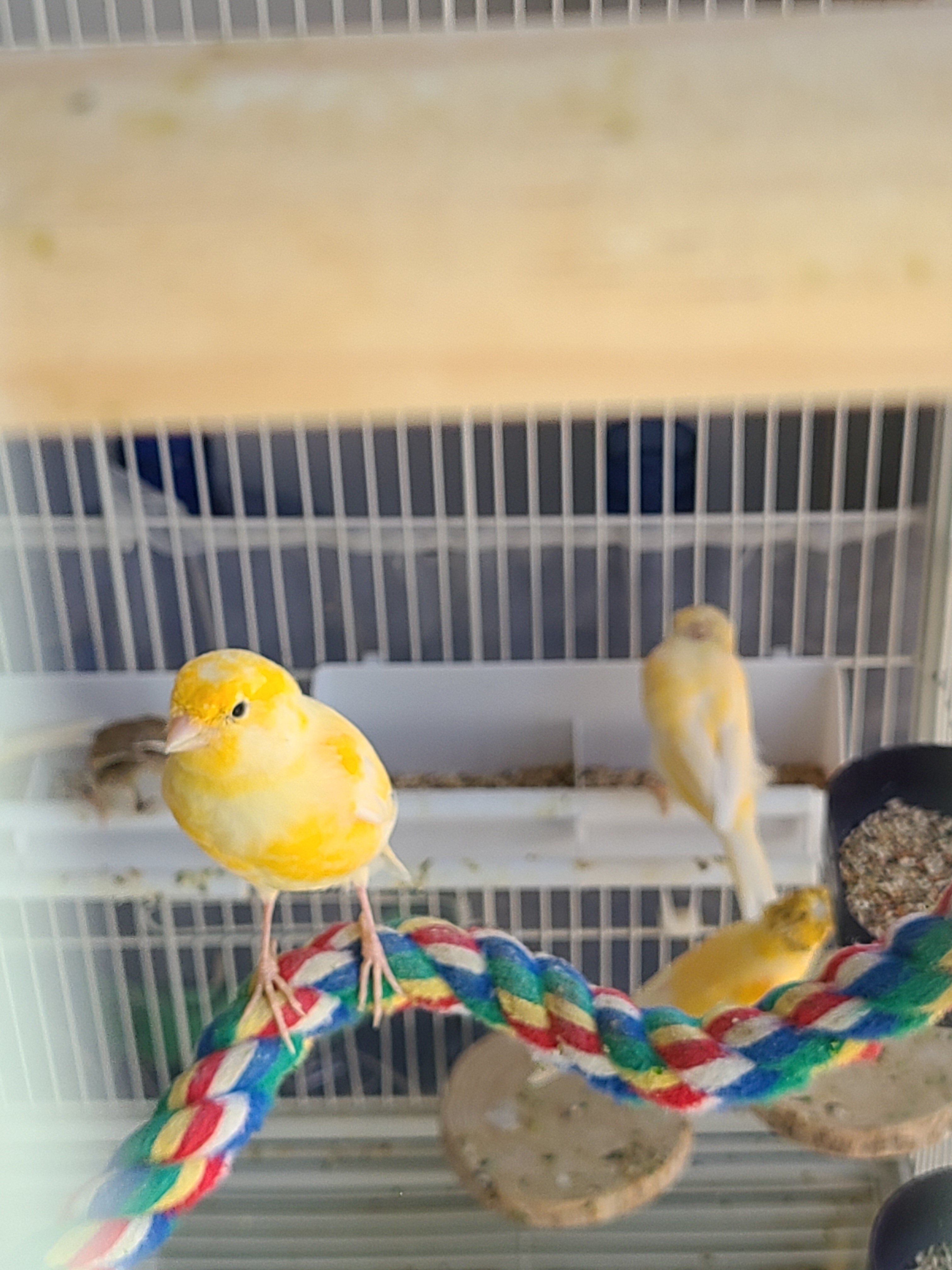 Canaries image 4