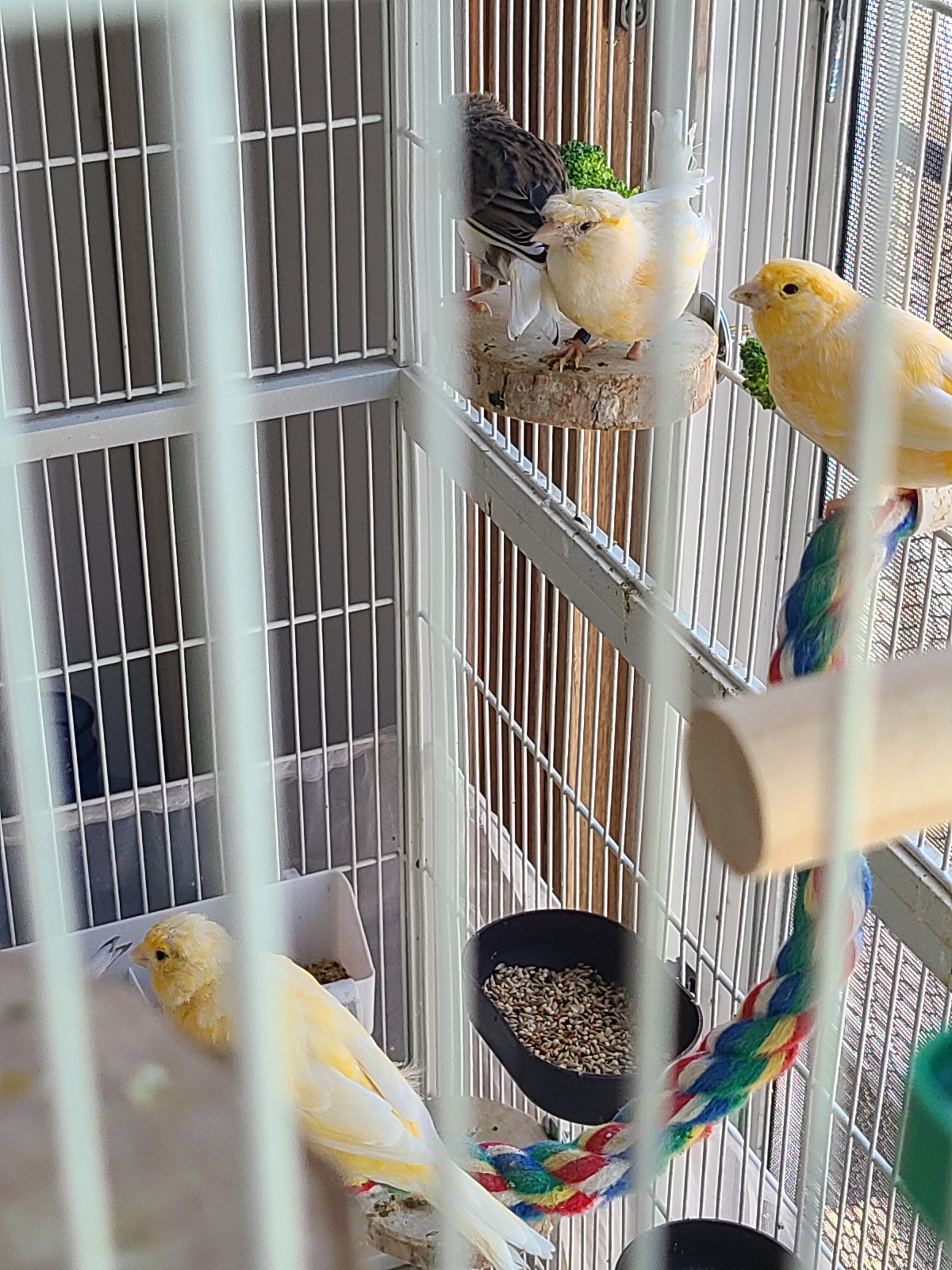 Canaries image 1