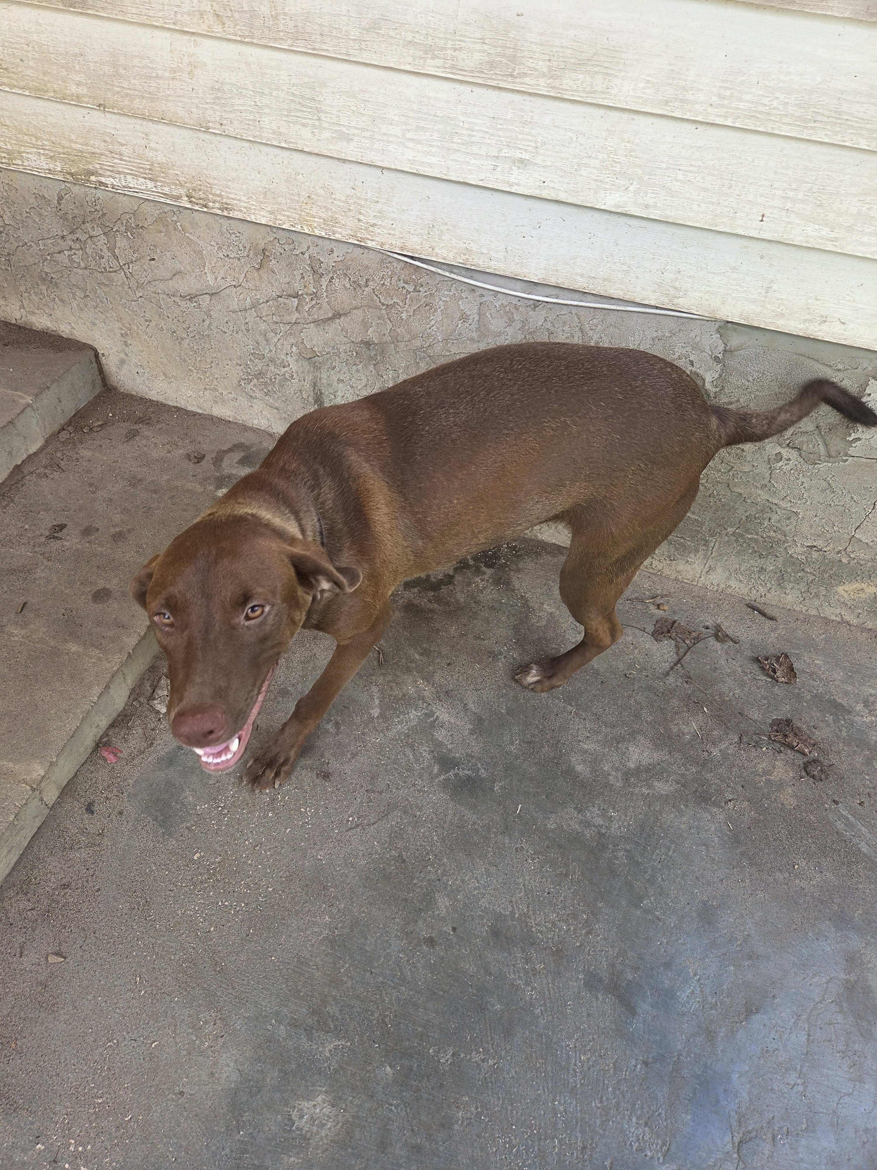 Pecan - Redbone Coonhound/Spaniel Mix image 1