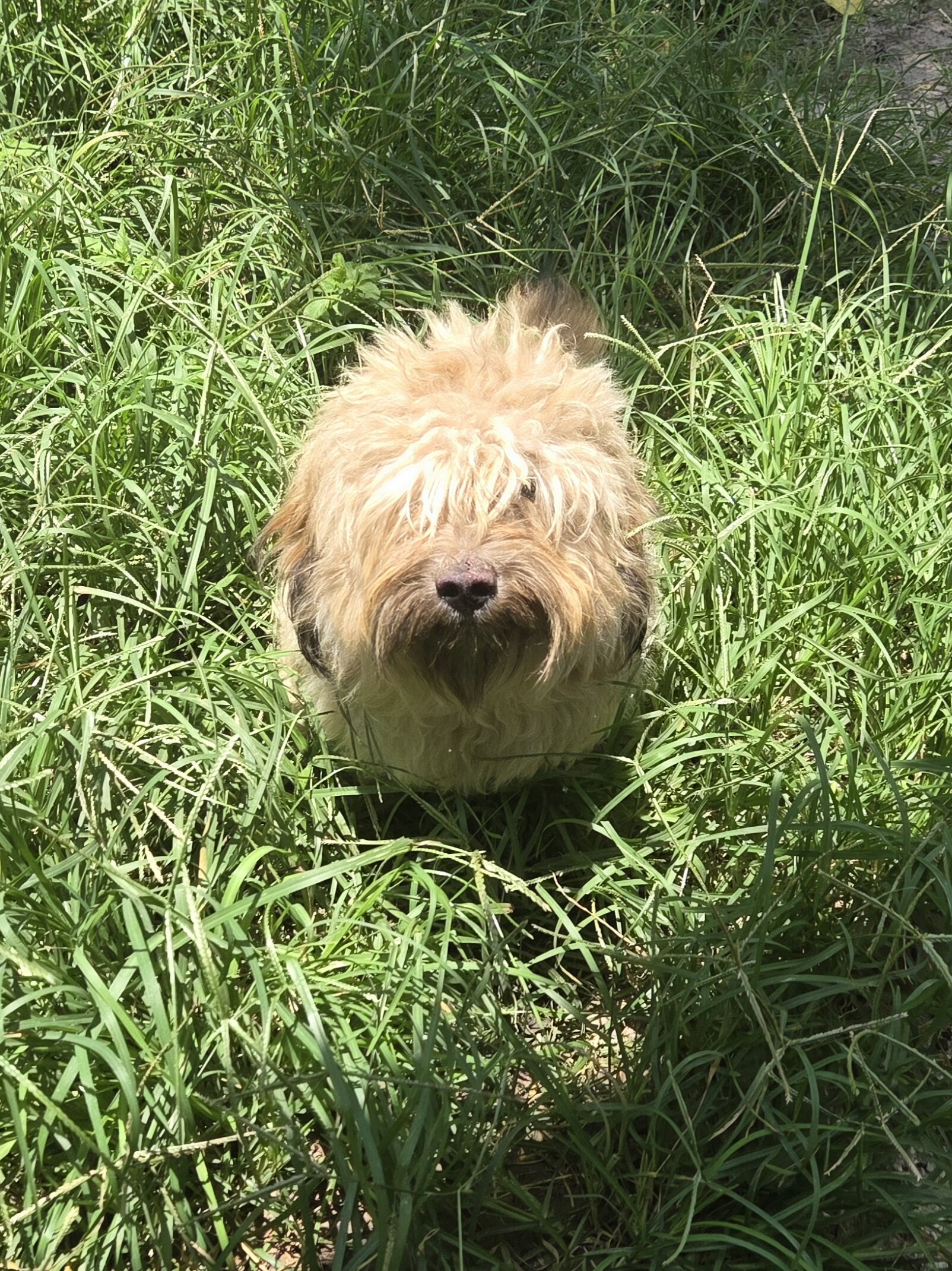 Cobbler - Poodle/Shih tzu Mix image 1
