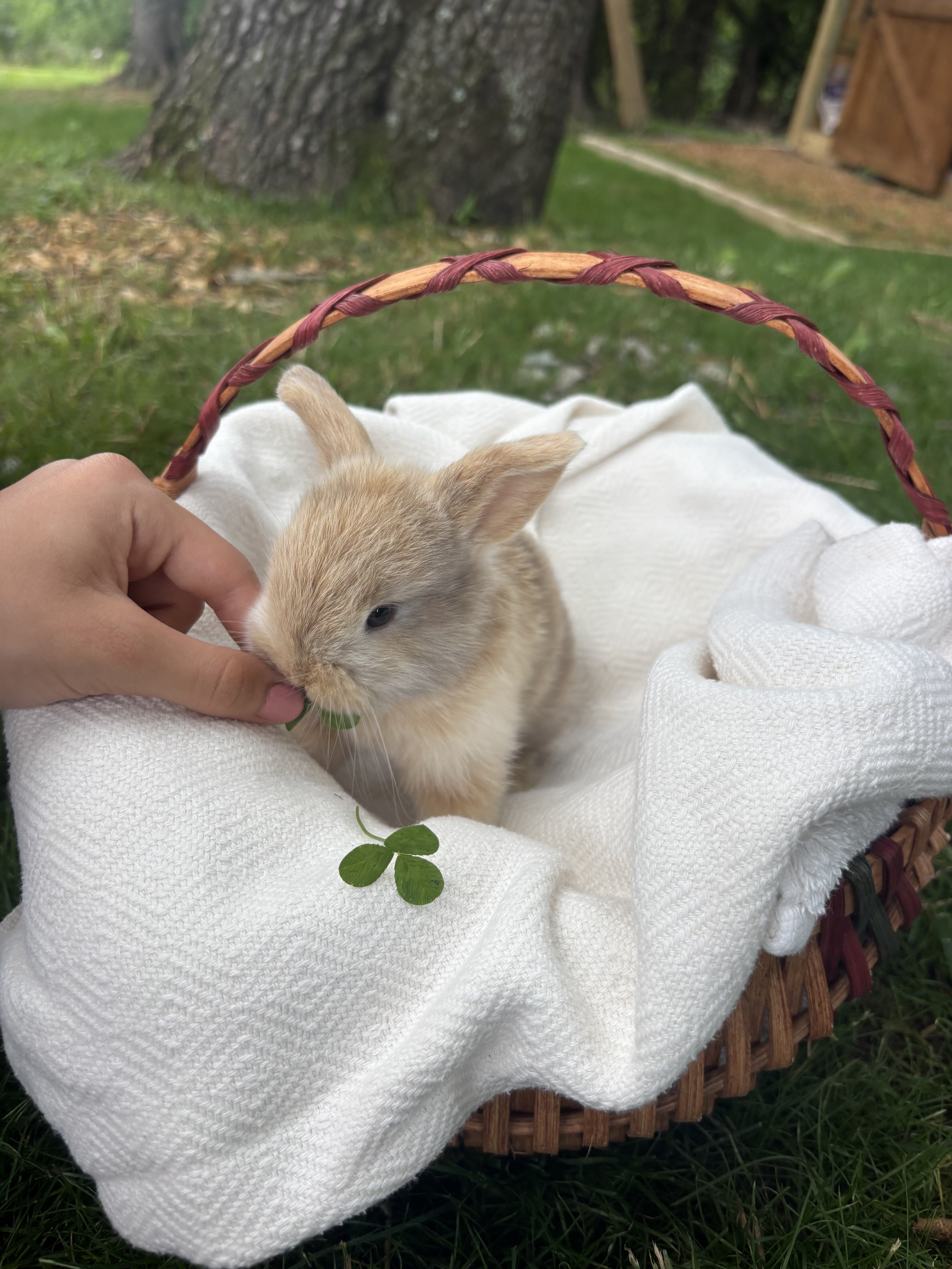 Pure bred Holland lop bunny image 1