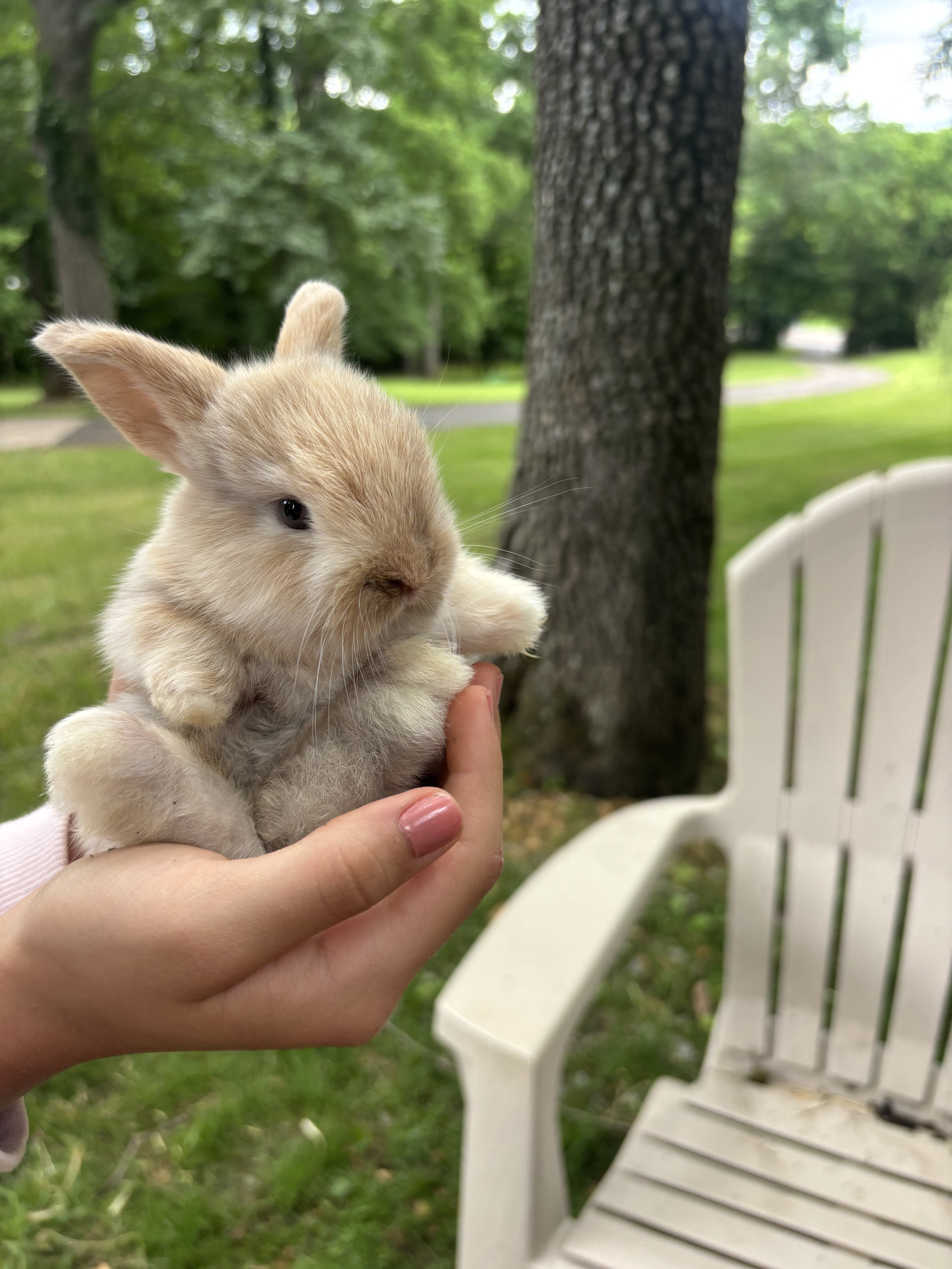 Pure bred Holland lop bunny image 2